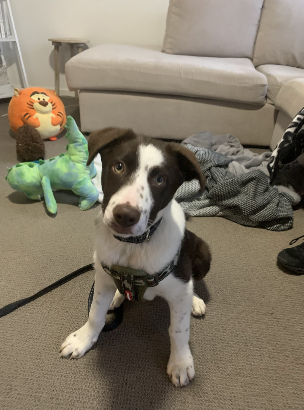 Murphy