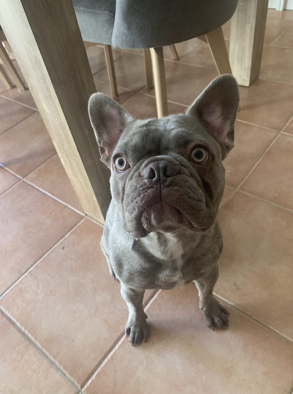 Hugo