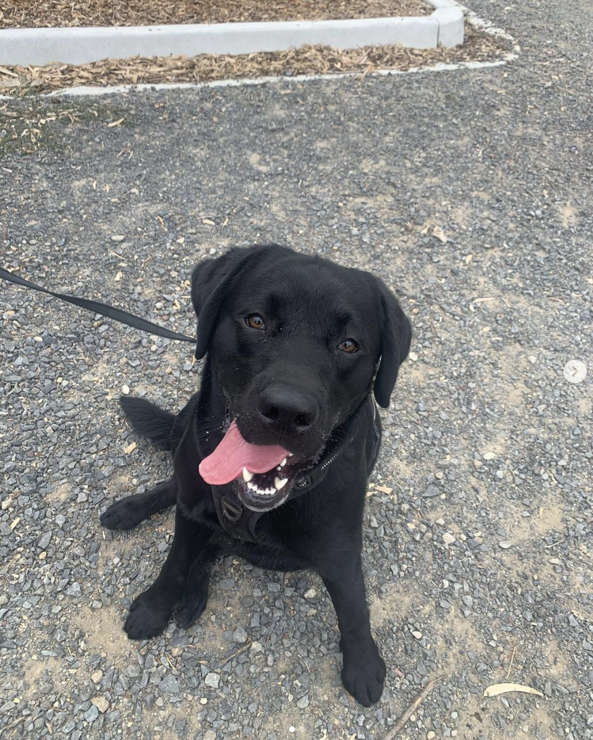 Screen Shot 2023-04-11 at 2.58.20 pm.png