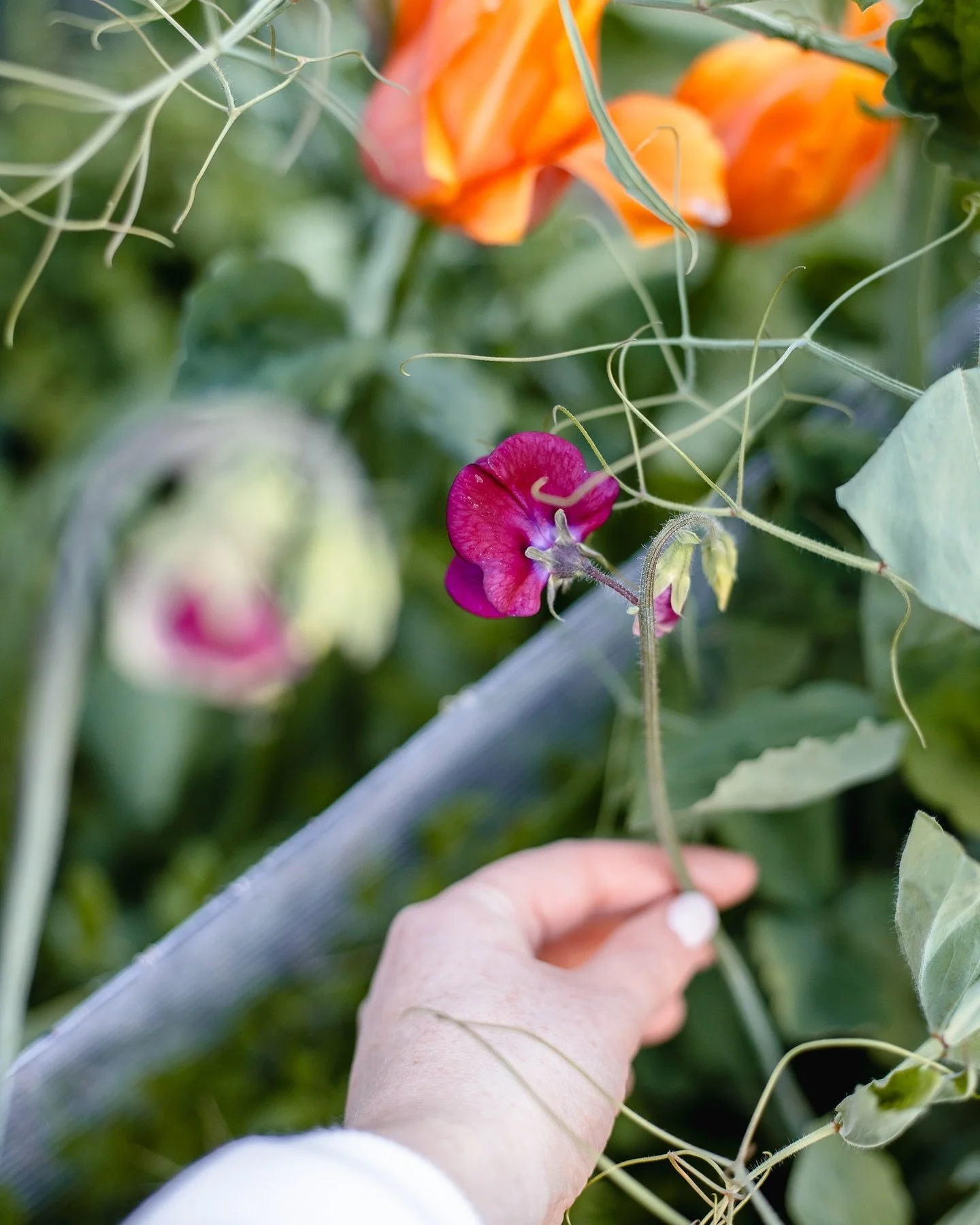 On the hunt daily for new little treasures in the garden. 🪴🌷

#springgarden #spring #garden #launceston #springflowers #tulips #sweetpeas #flowerphotography