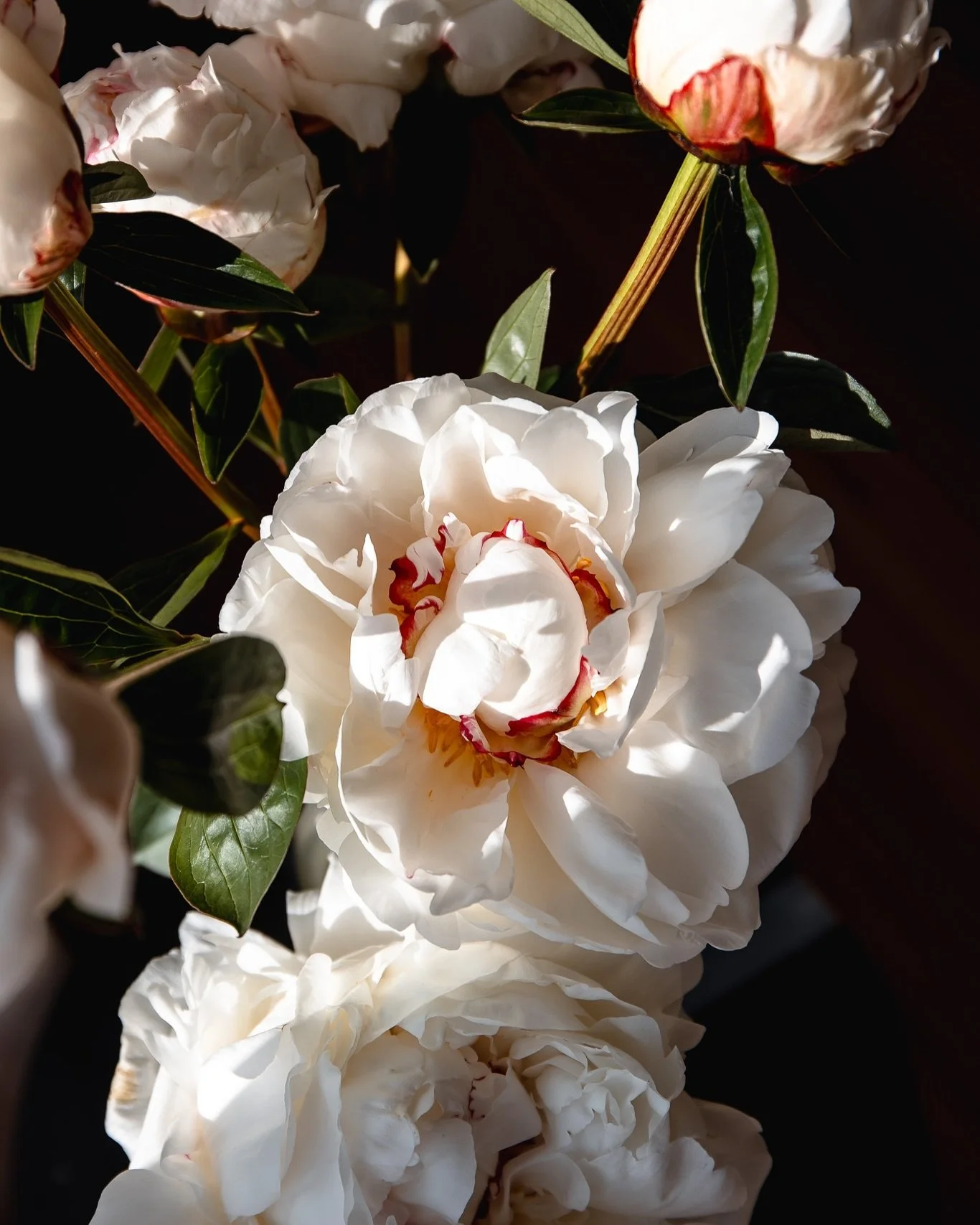 One of my favourite morning rituals is to go out to the garden and refresh my vases. This morning I cut some fresh peony stems and couldn&rsquo;t resist quickly capturing them in the morning light. 

A lot of my Monday jobs can feel tedious and drain