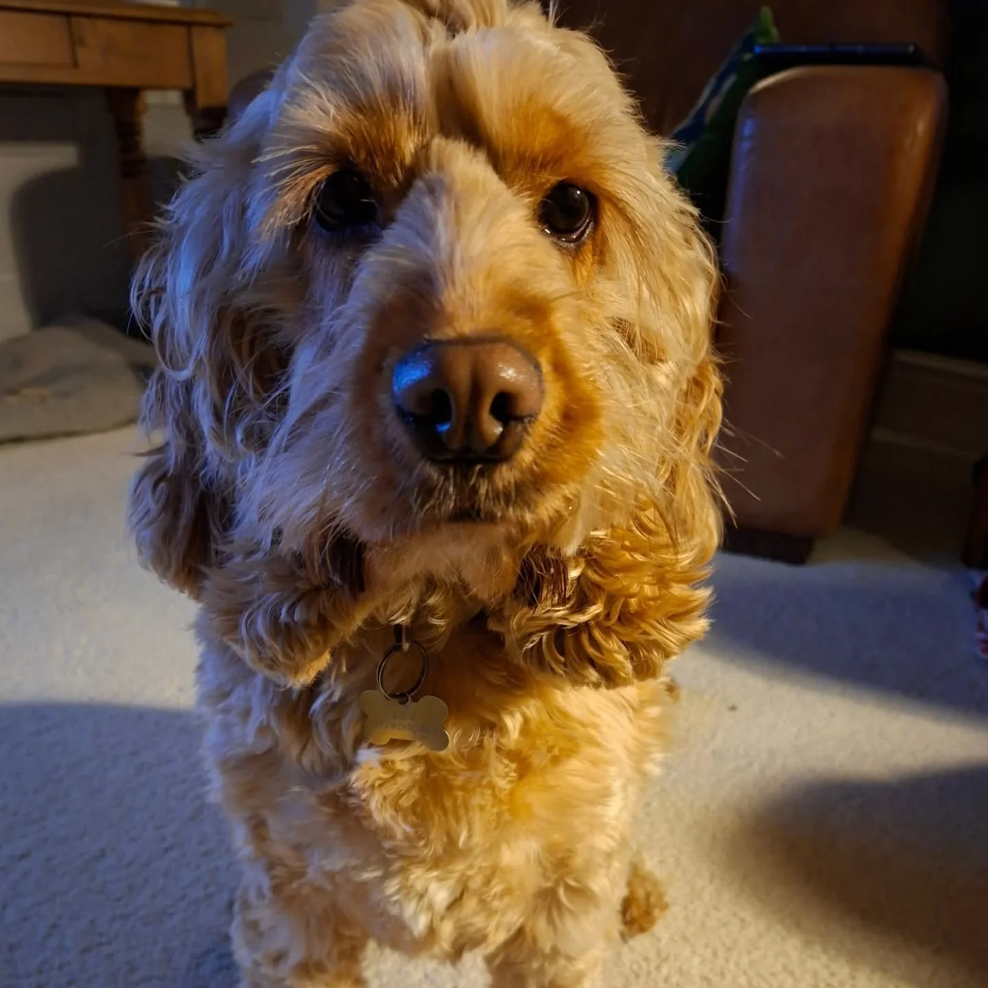 The case of the missing Baron Bigod 🤔

#notguilty

I'm not so sure!

#dogsthatlovecheese