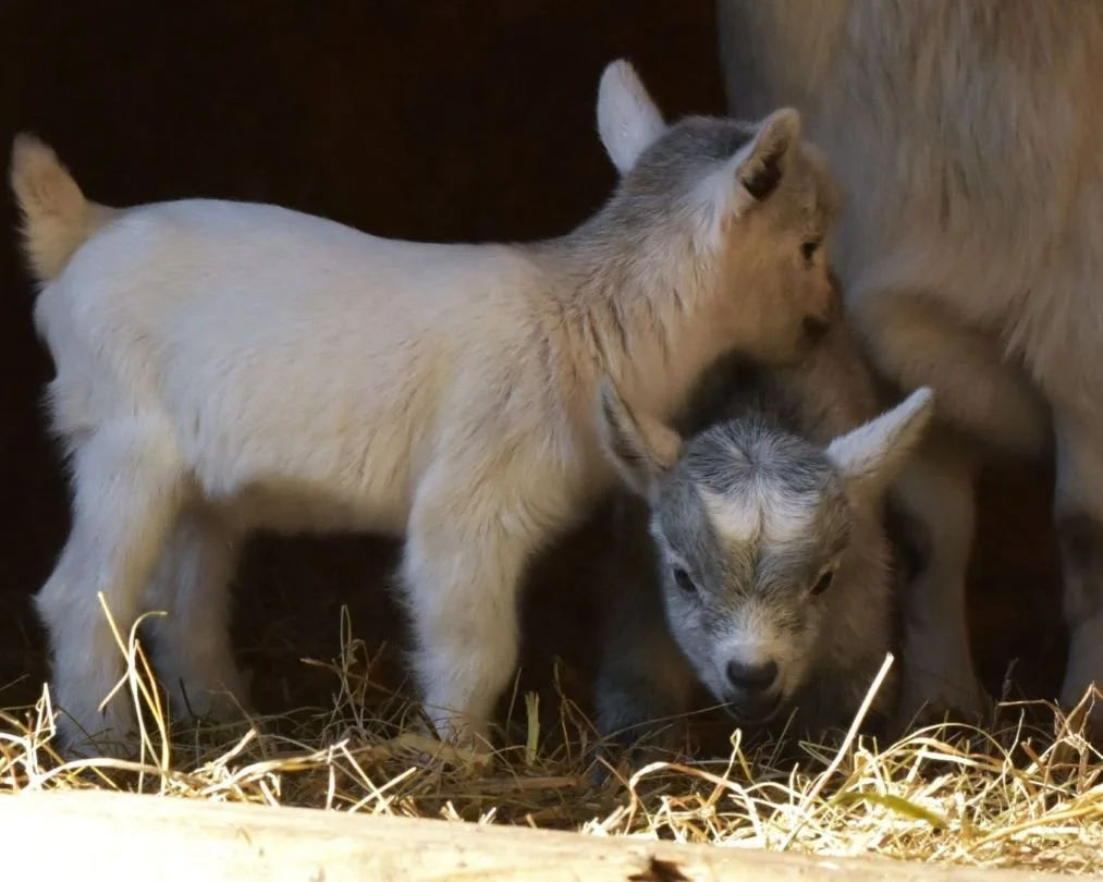 L'Attrape-Rêves educational farm