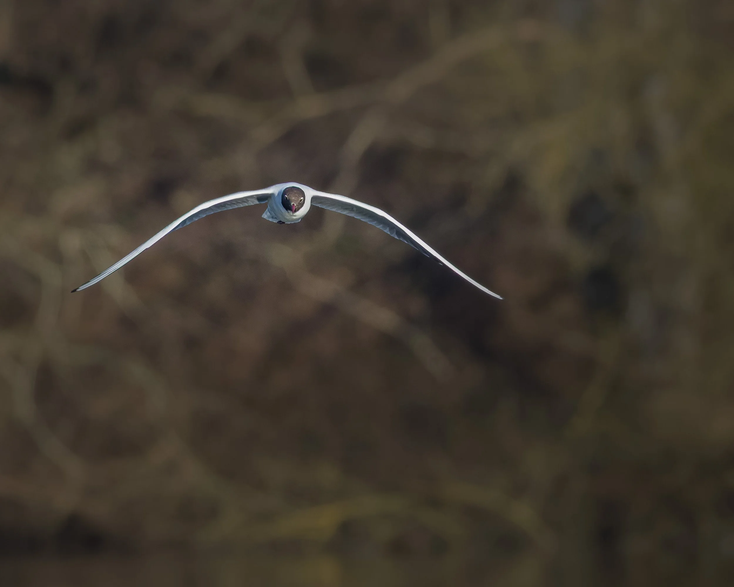 Black-headed gull, Marais d'Harchies