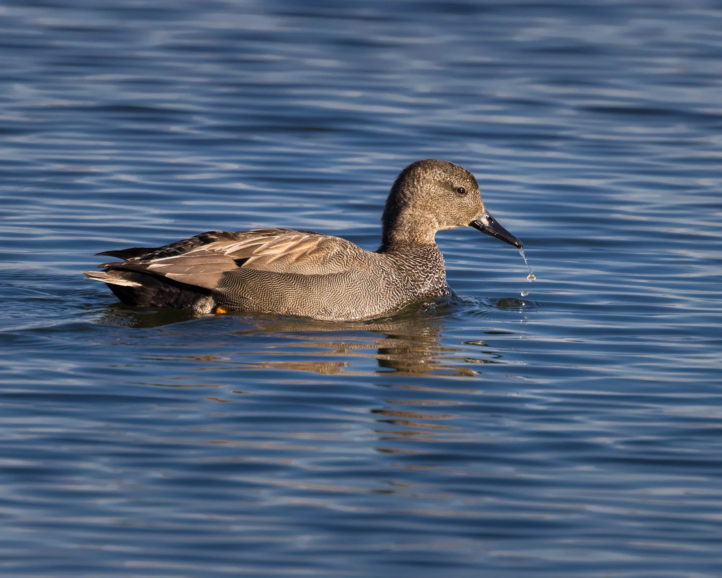Gadwall, Marais d'Harchies