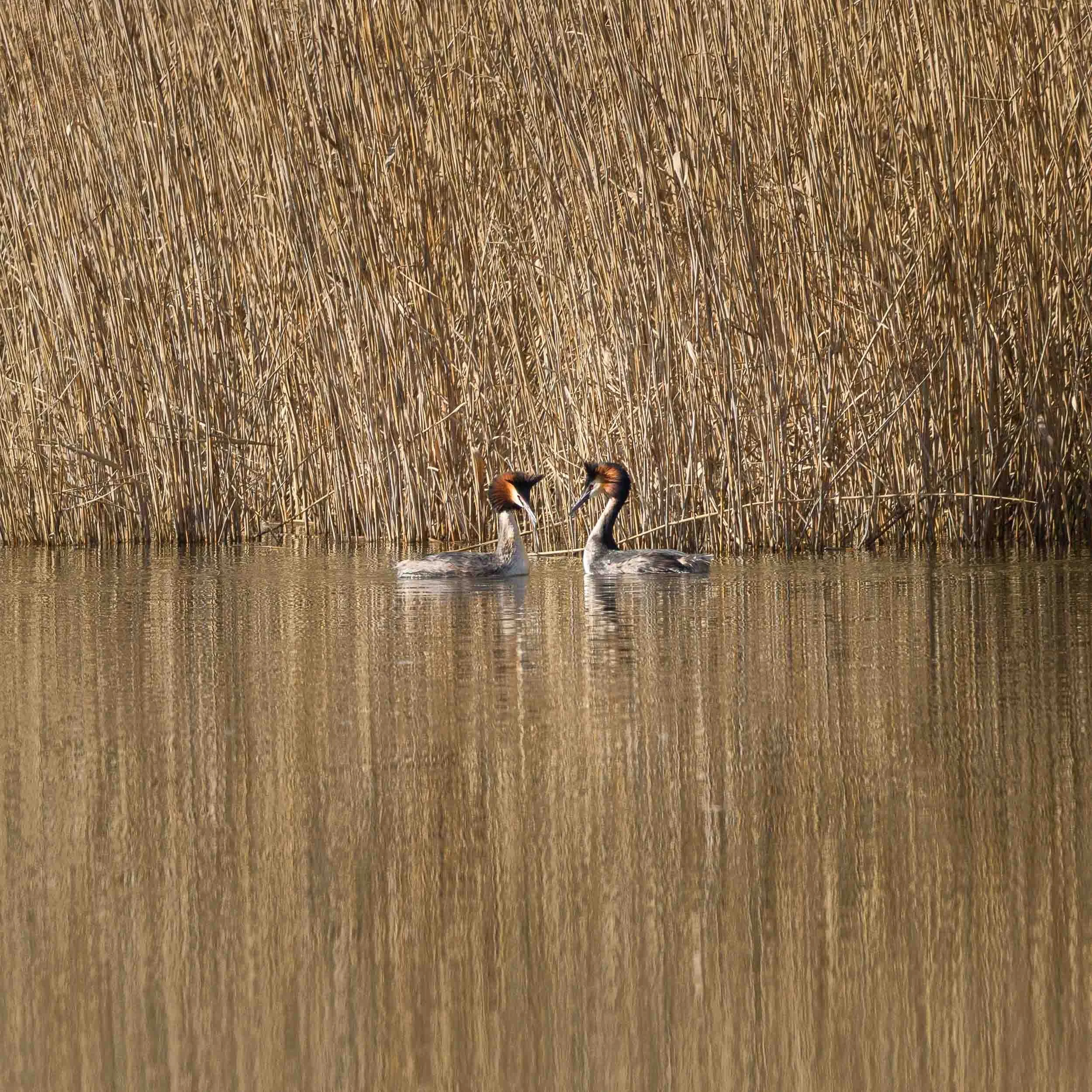 Great crested grebe, Marais d'Harchies
