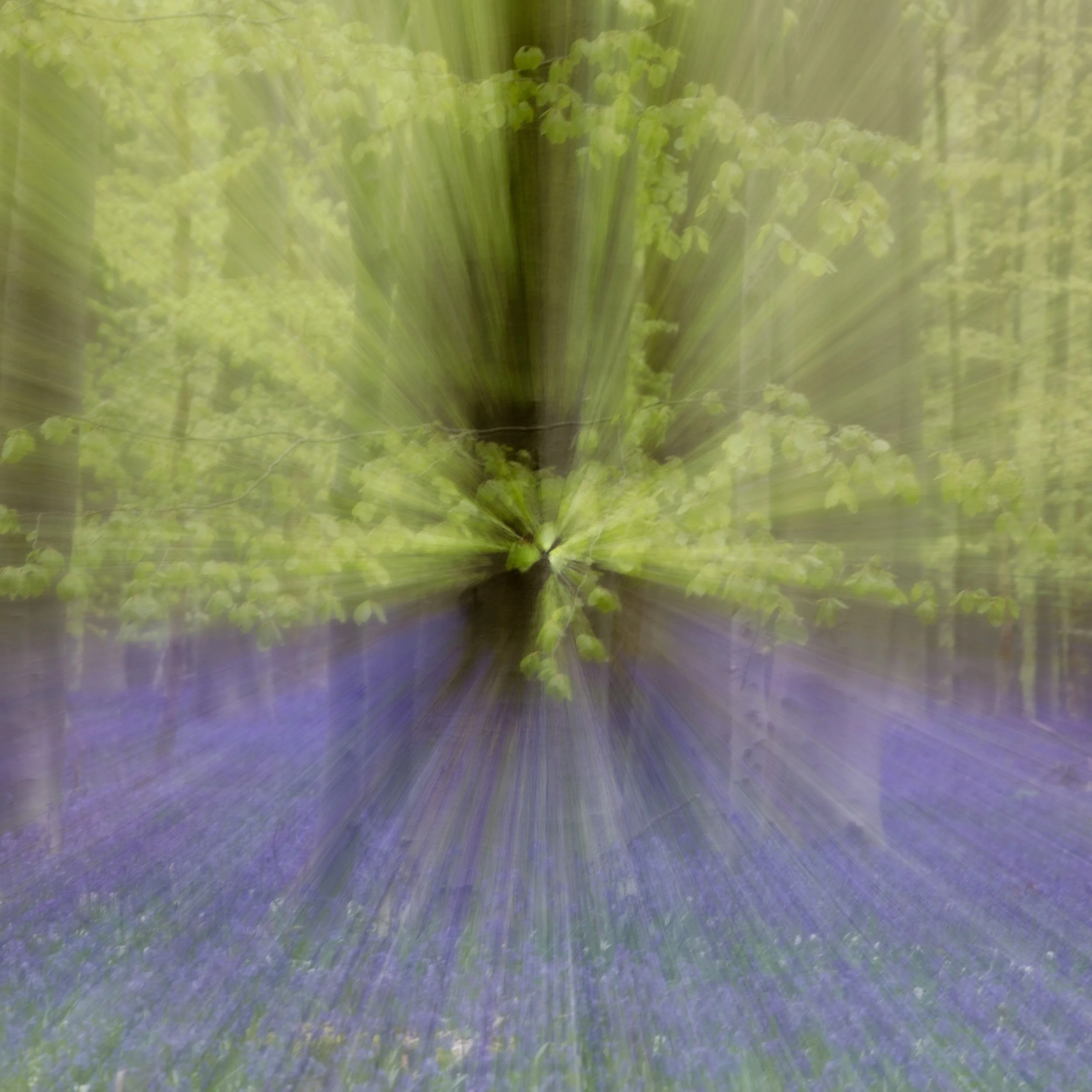 Hallerbos, Belgium