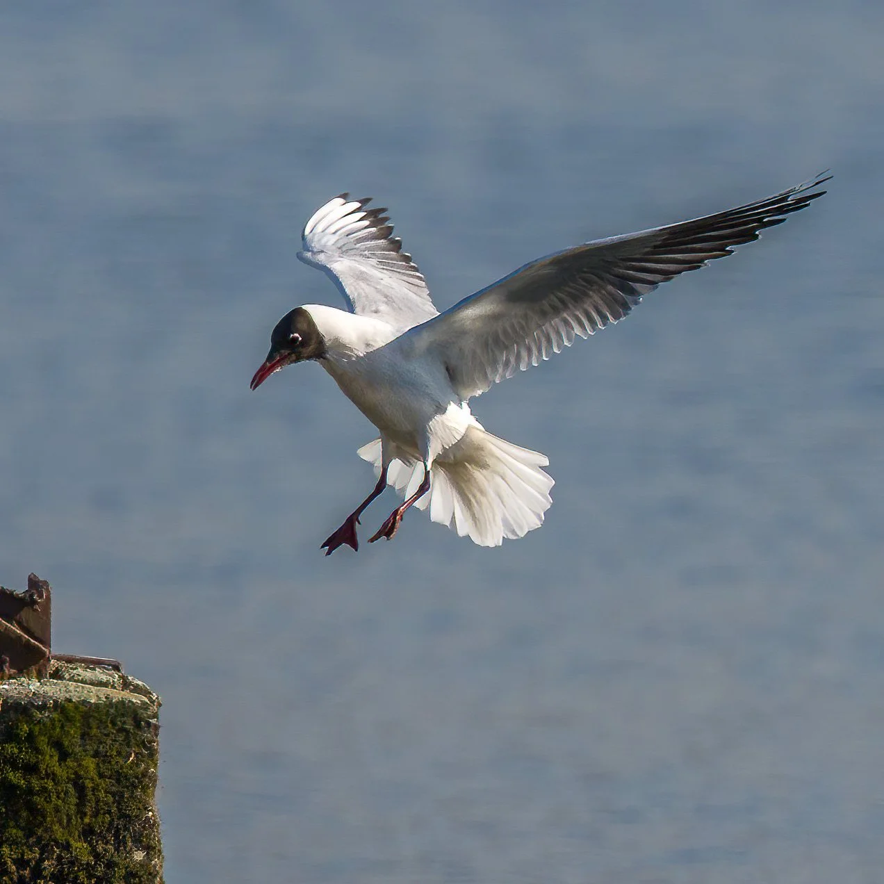 Black-headed gull, Marais d'Harchies