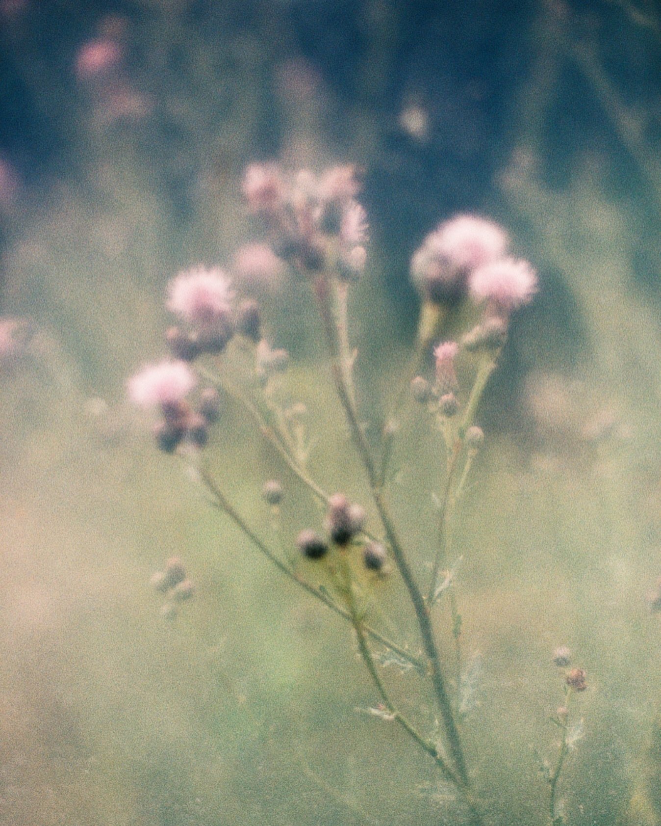 l&rsquo;arriv&eacute;e du printemps 〰️&nbsp;&agrave; la ferme @les_recoltants

〰️ 
📷 #LeicaM6 
🎞 #KodakPortra400 
#shotonfilm #35mm #filmphotography #carmencitafilmlab