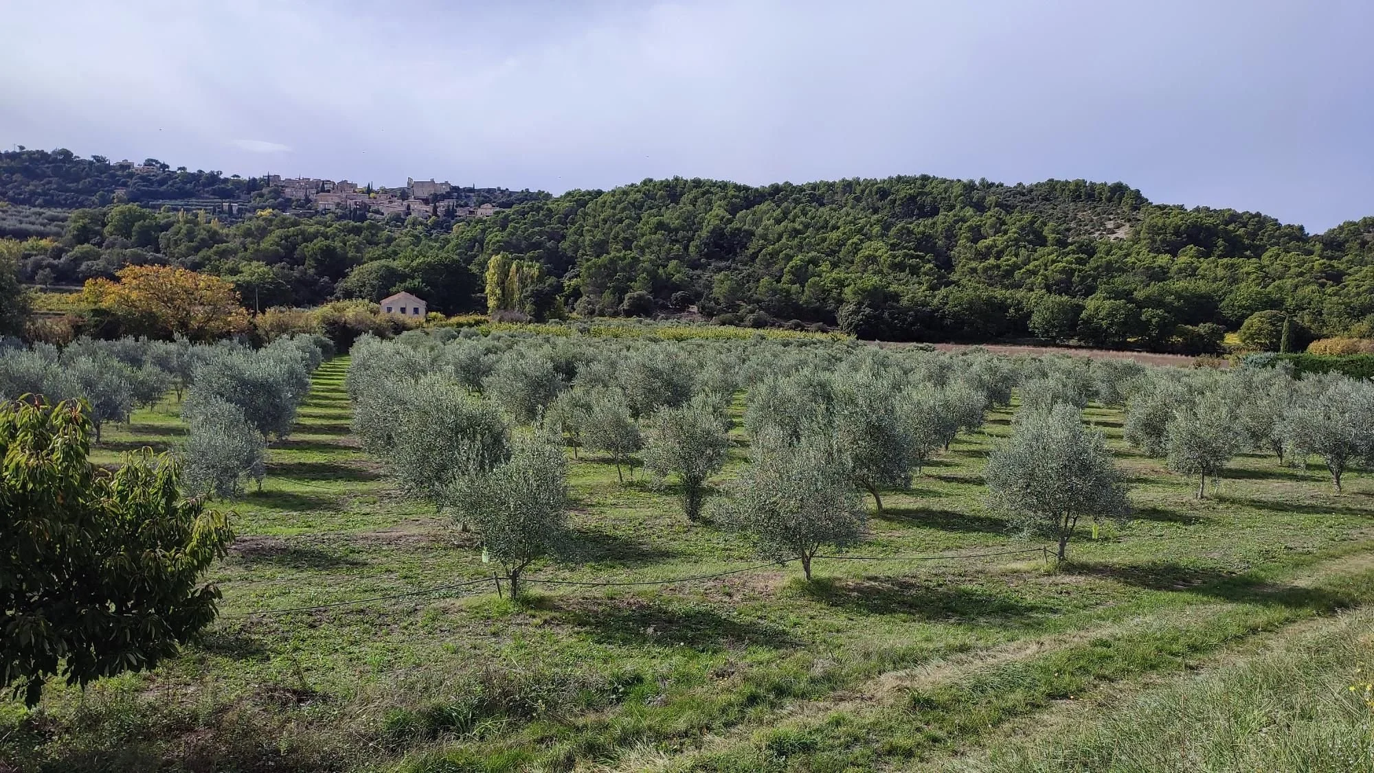 Campos de Oliveiras