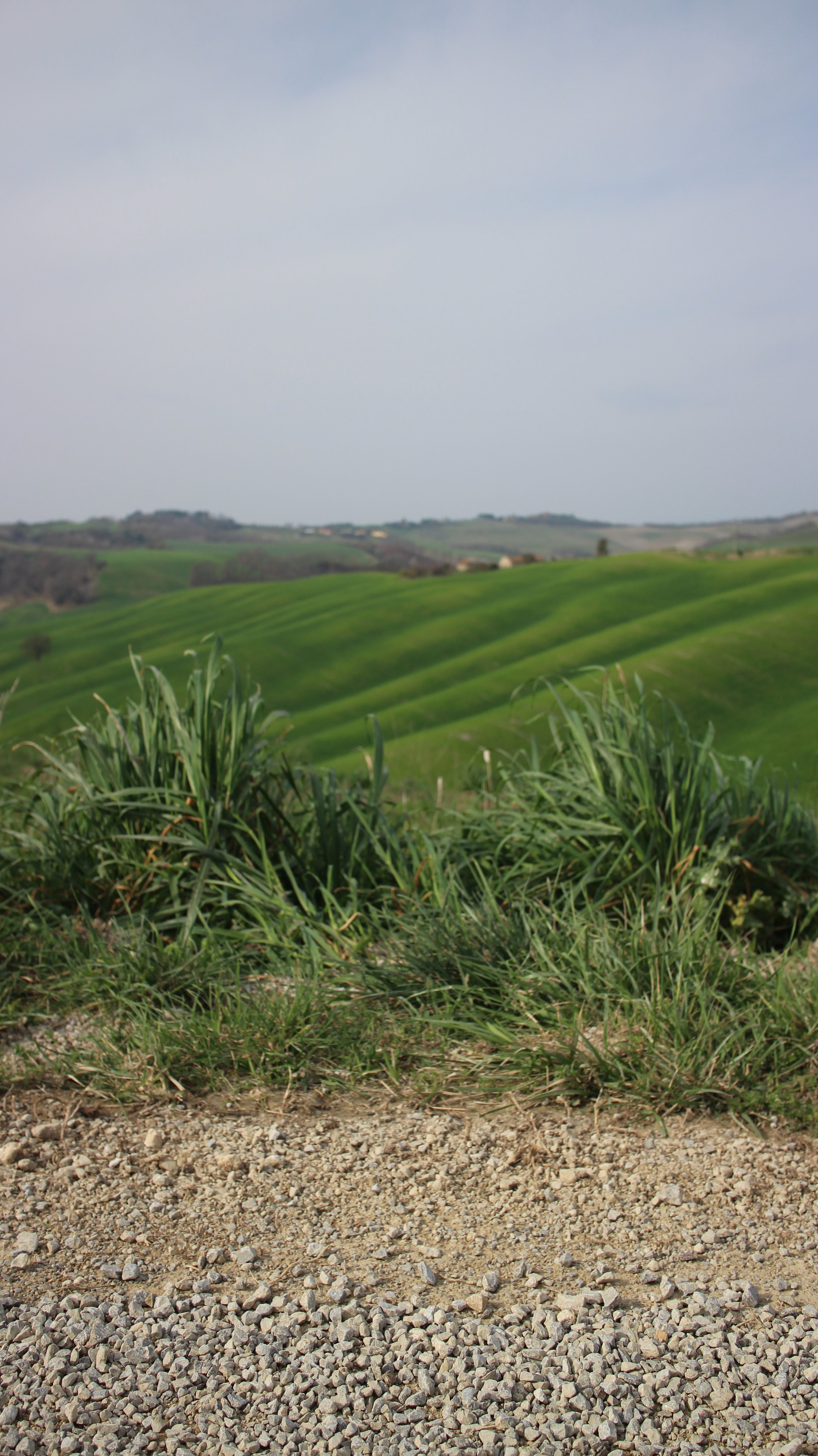 Campo com vegetação verde, incluindo árvores e arbustos, sob céu nublado.