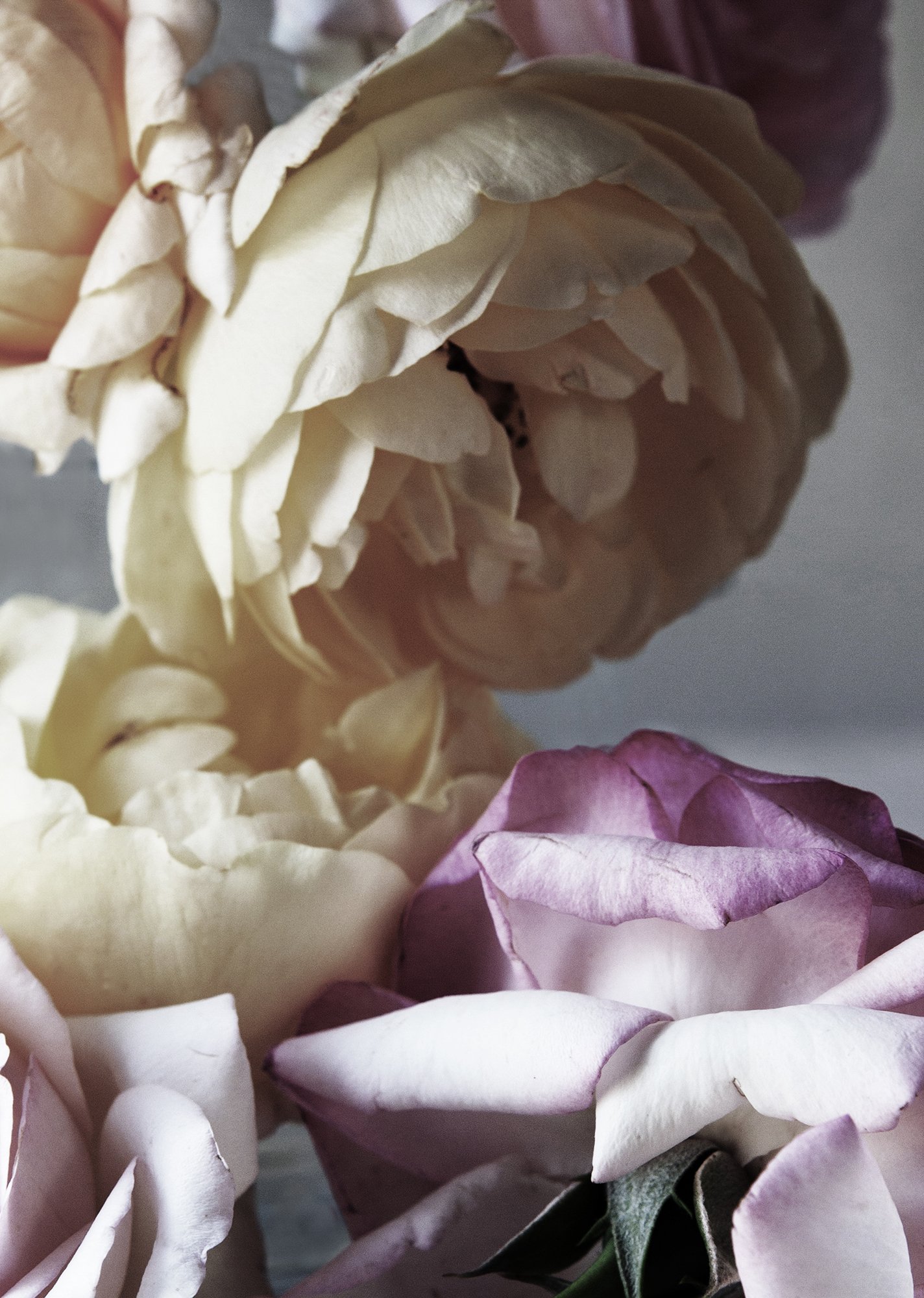 ROSES 2018_5701 Det. 2.jpg