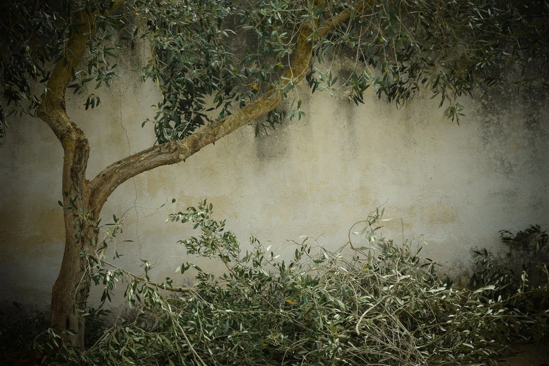 A tree with a twisted trunk and green leaves growing in front of a weathered beige wall with dark stains.