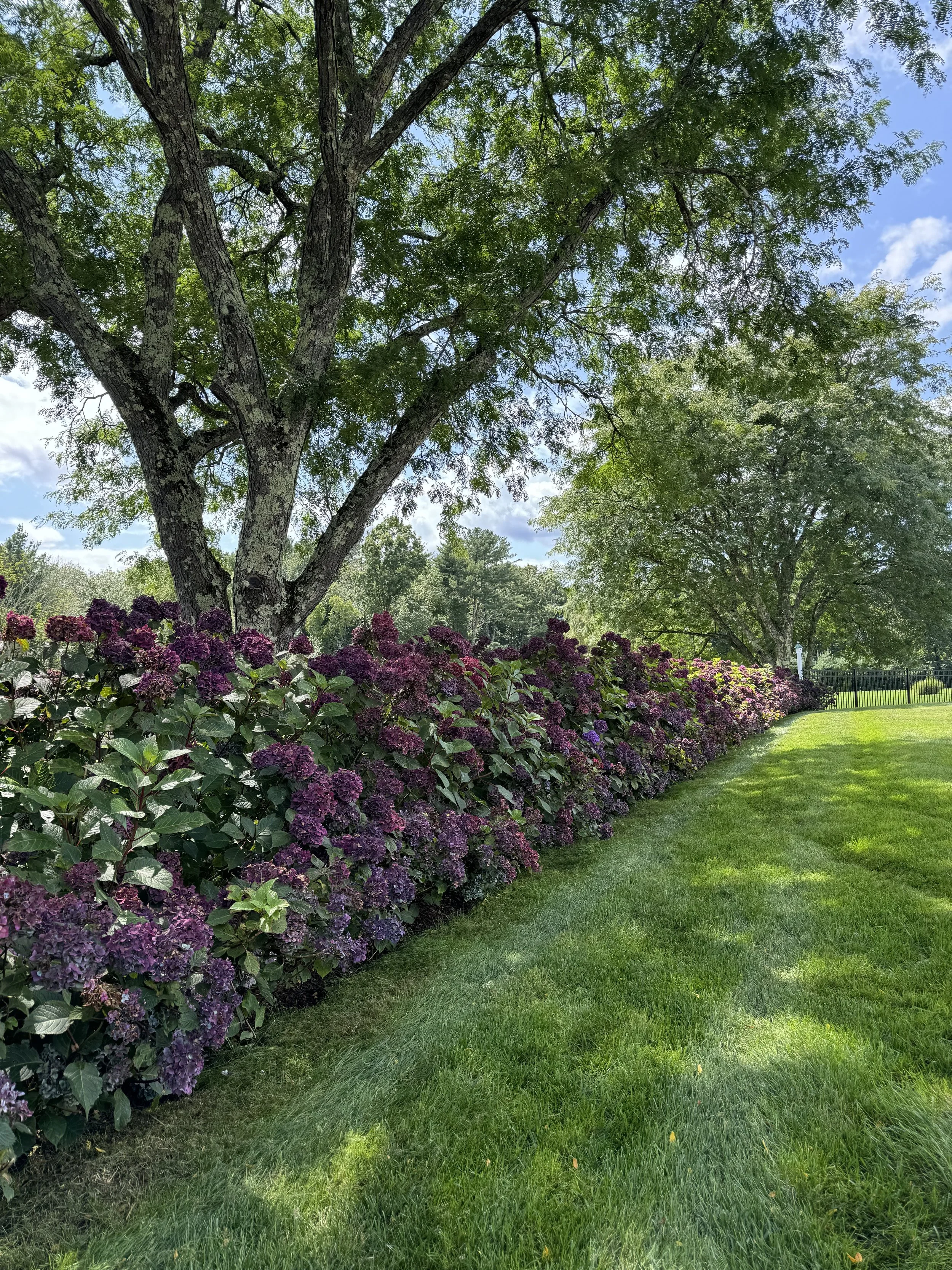 fall planting, landscape plantings, landscape design