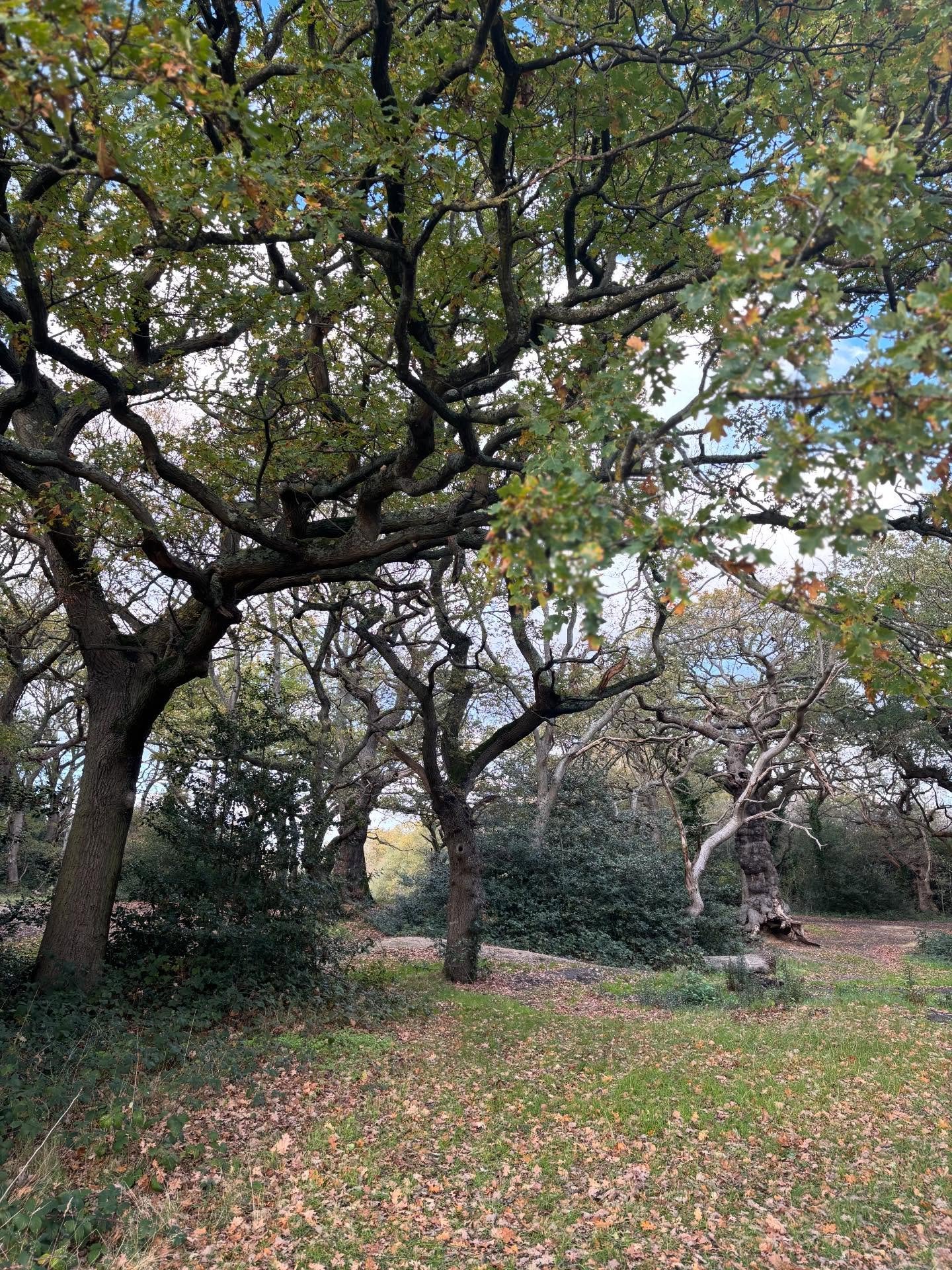 Absolute chaos at the moment moving and doing ten different work things a minute so trying to find some moments of still in music .. here&rsquo;s a little rendition of We Three Kings 👑👑👑

Playing a couple of gigs this weekend 🧡
Saturday 8pm - Cab