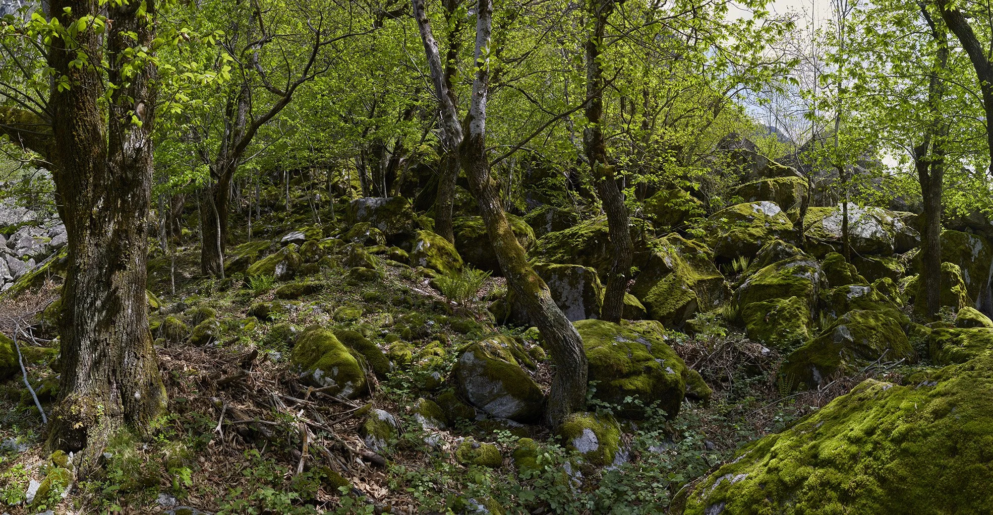 007 – Hidden Grove