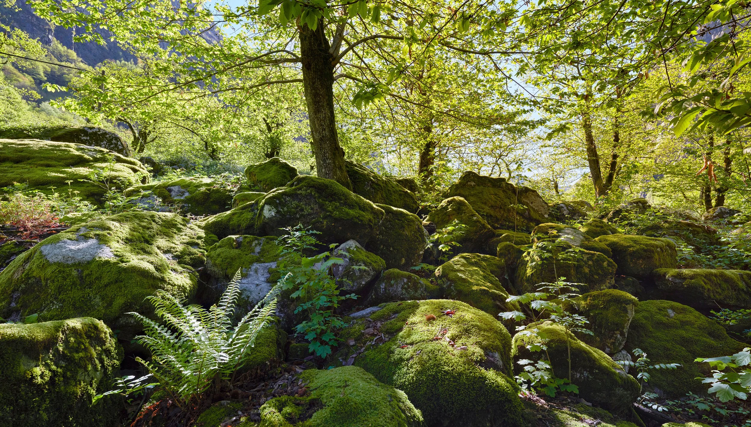 015 – Moss Realm