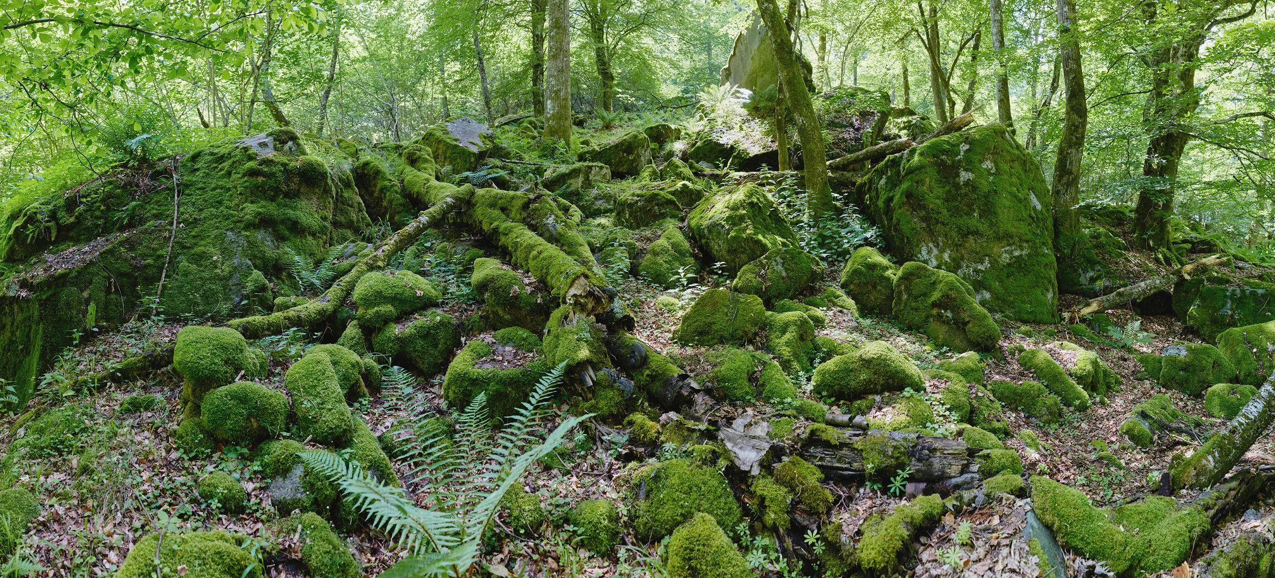 025 – Moss & Memory