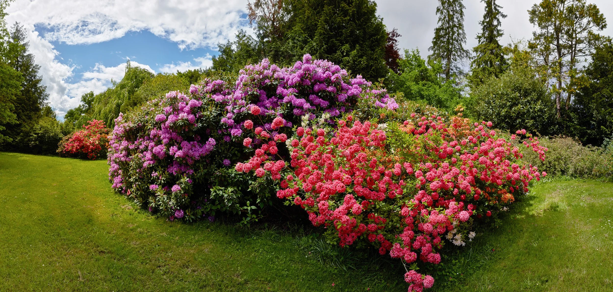027 – Blossom Rapture
