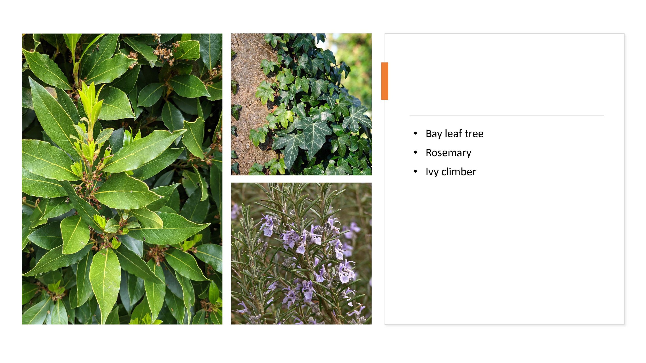 Planting_Page_7.jpg