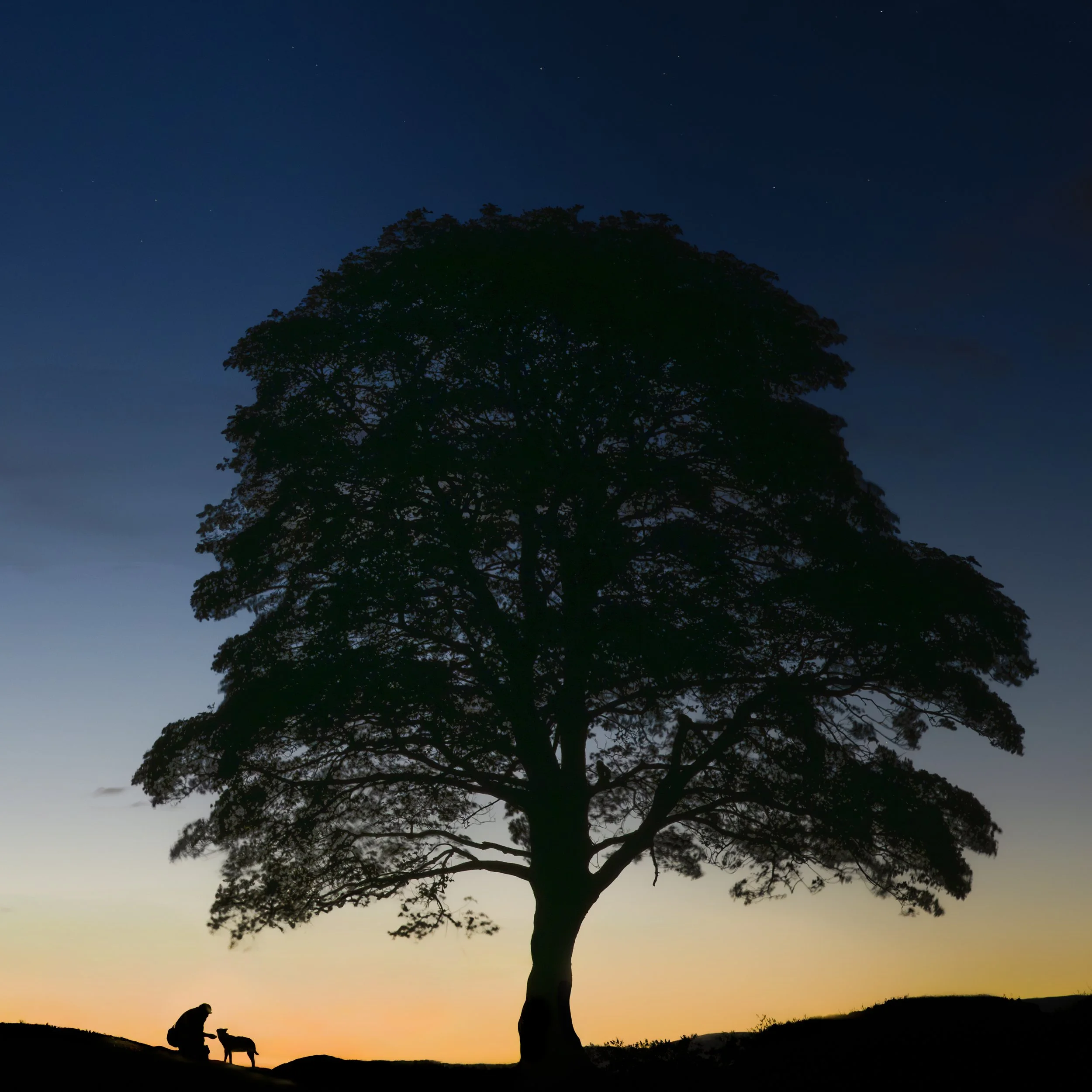 Sycamore Gap
