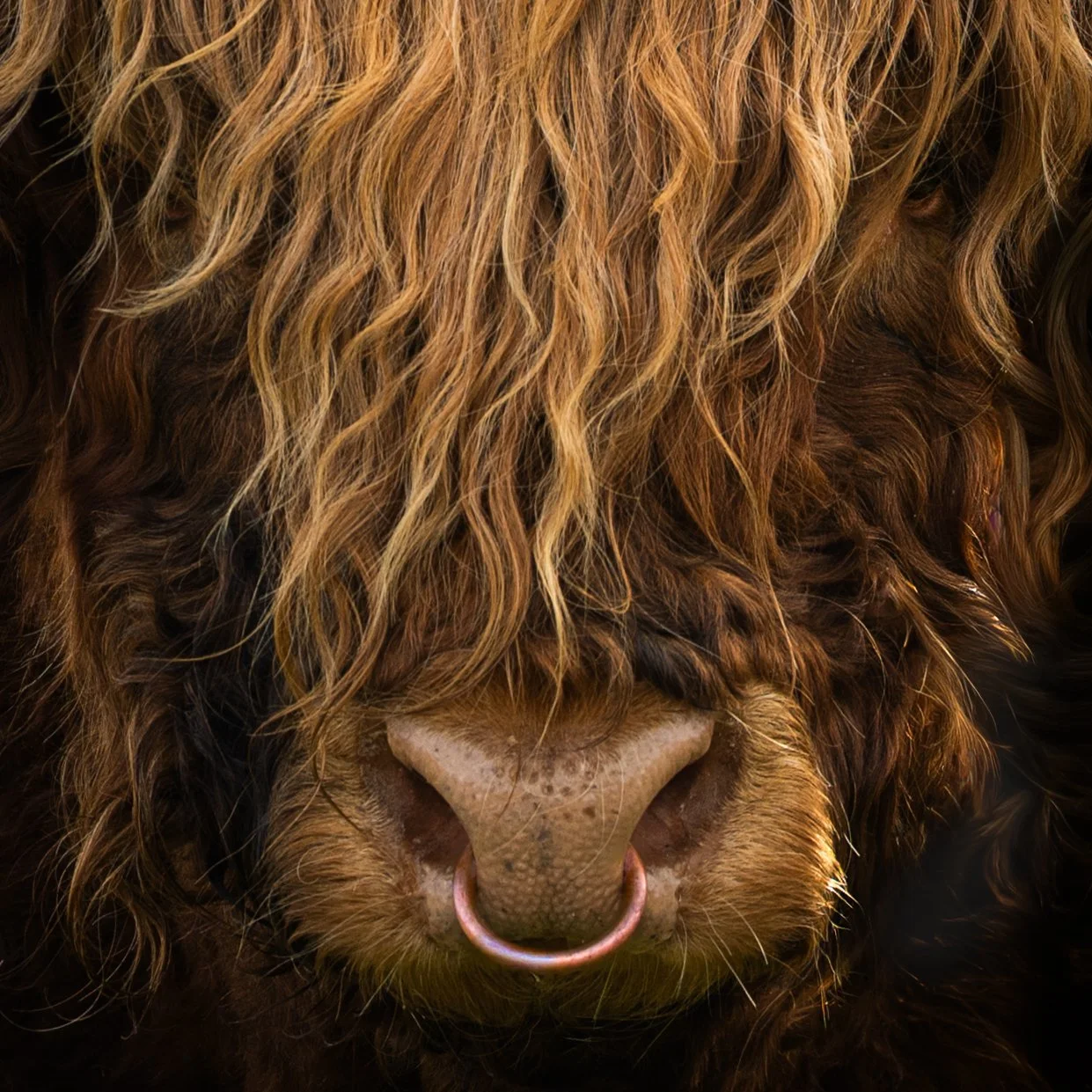 Close Highland Bull