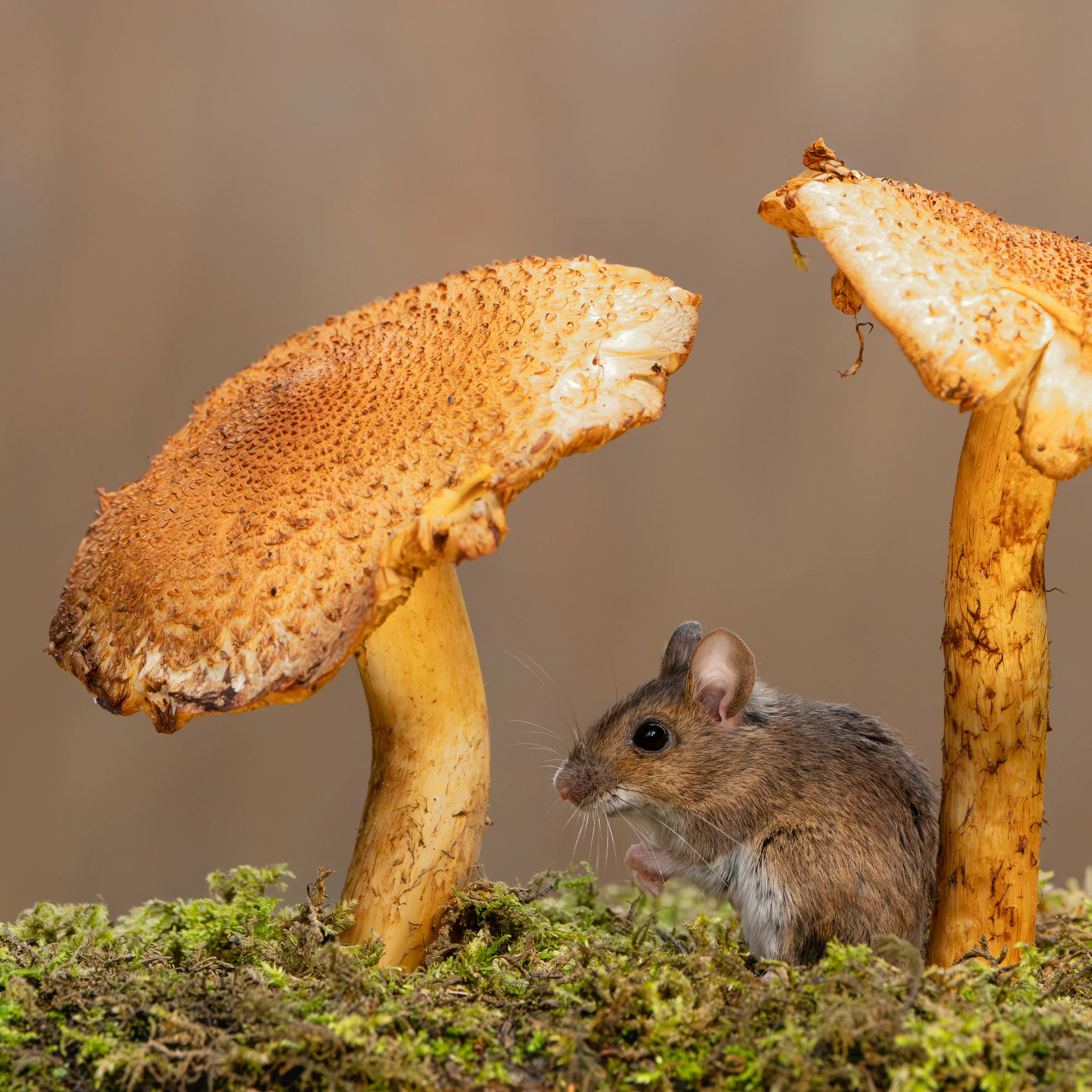 Wood Mouse