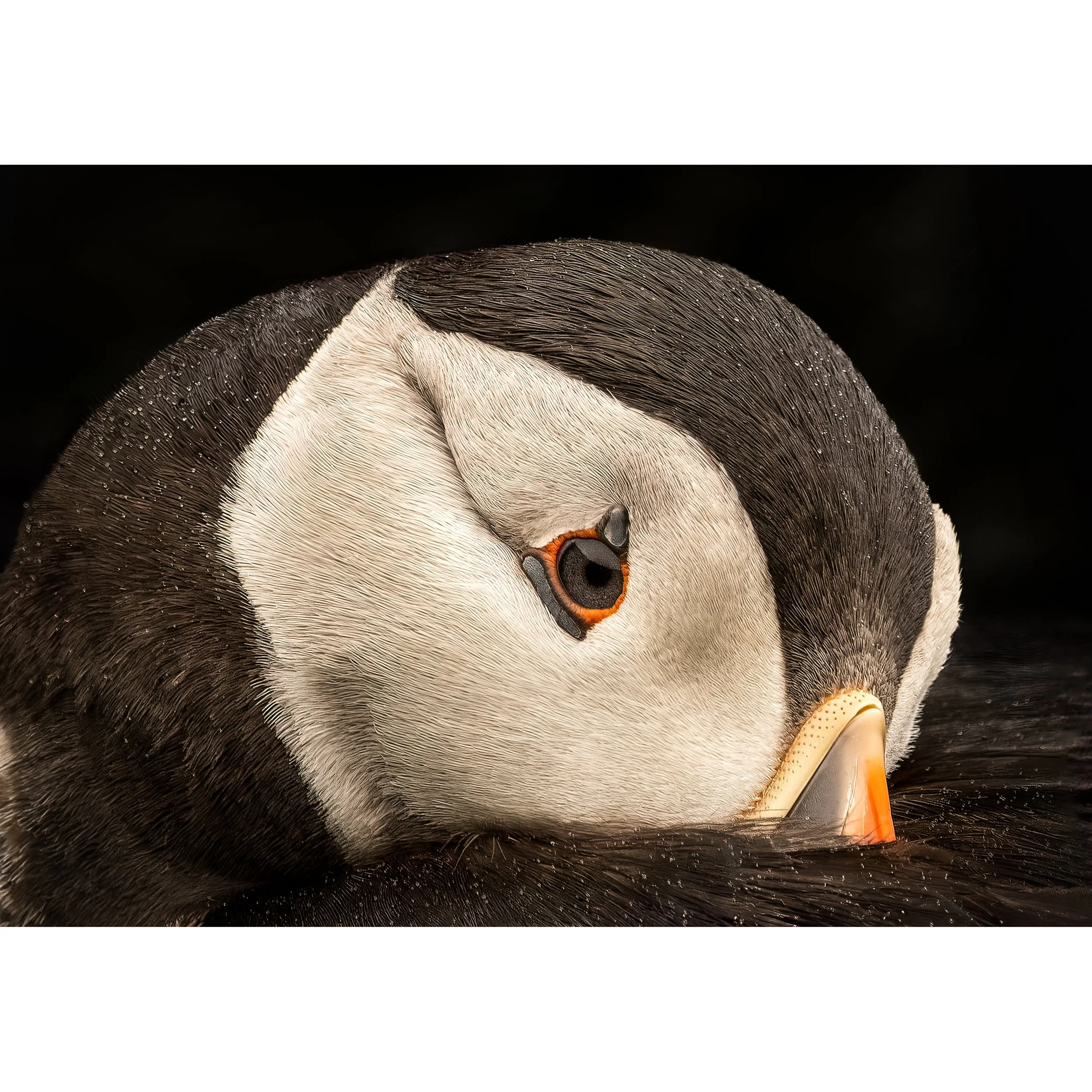 Close up Puffin