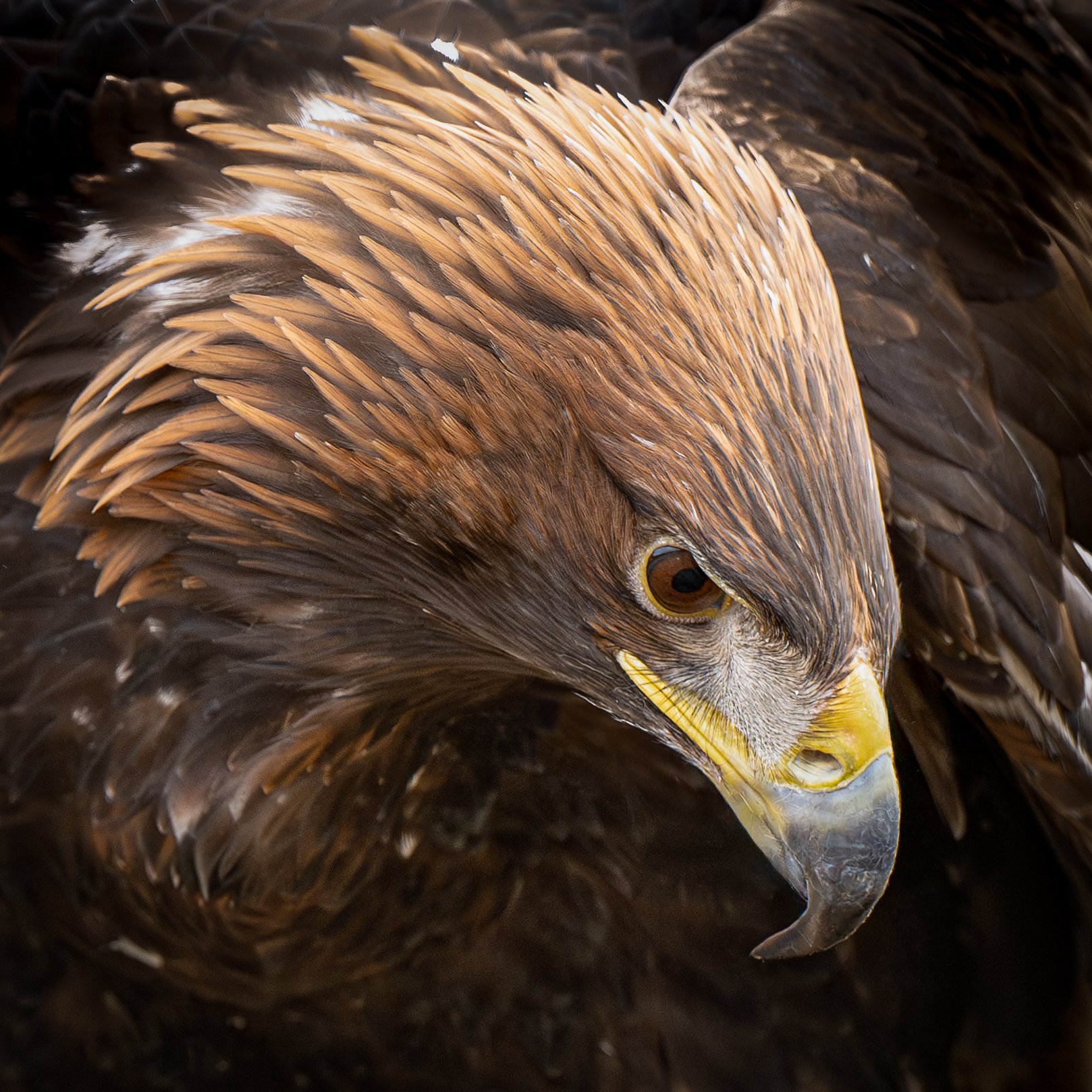 0Z9_0899-Enhanced-NR-Edit.jpg
