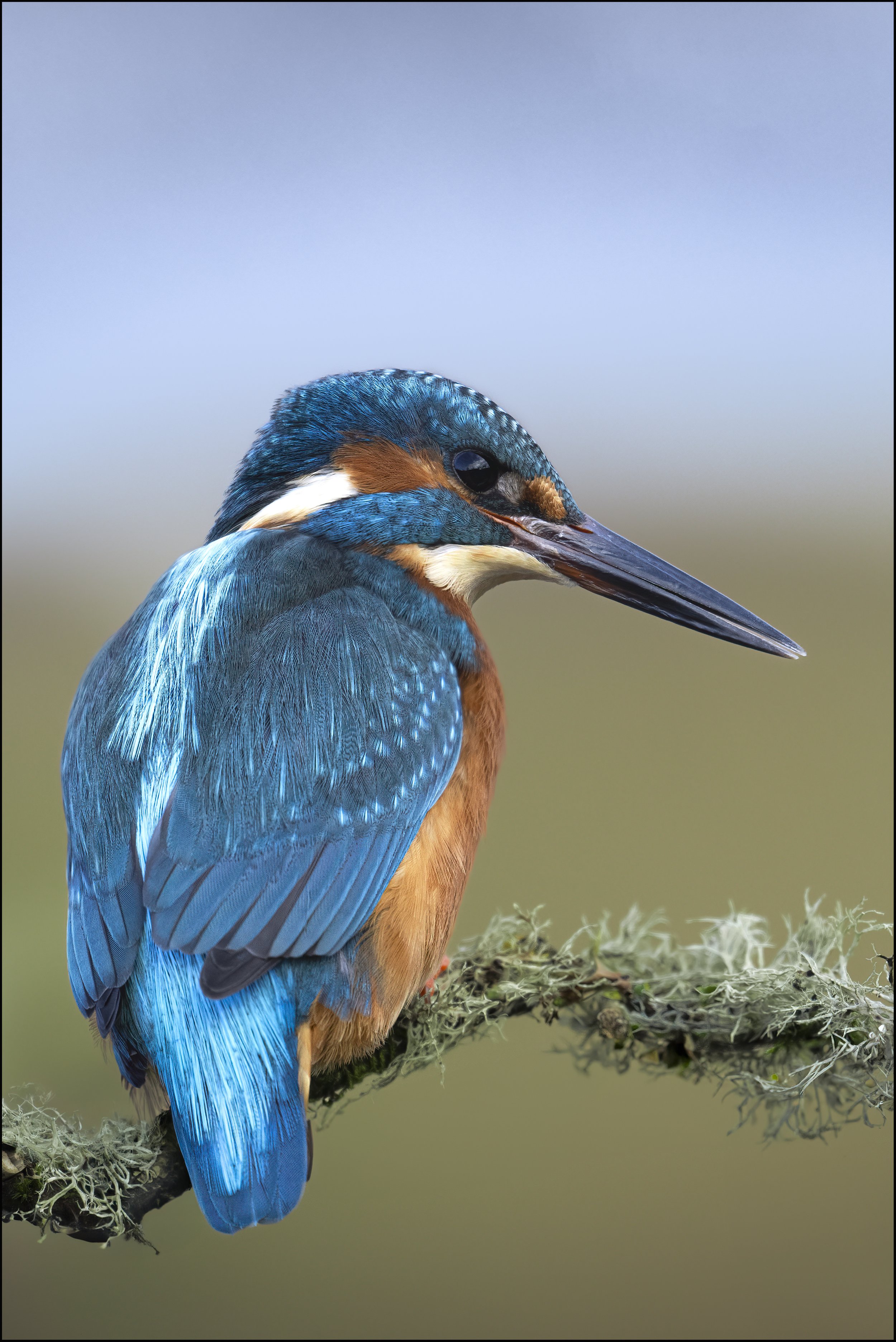 King Fisher