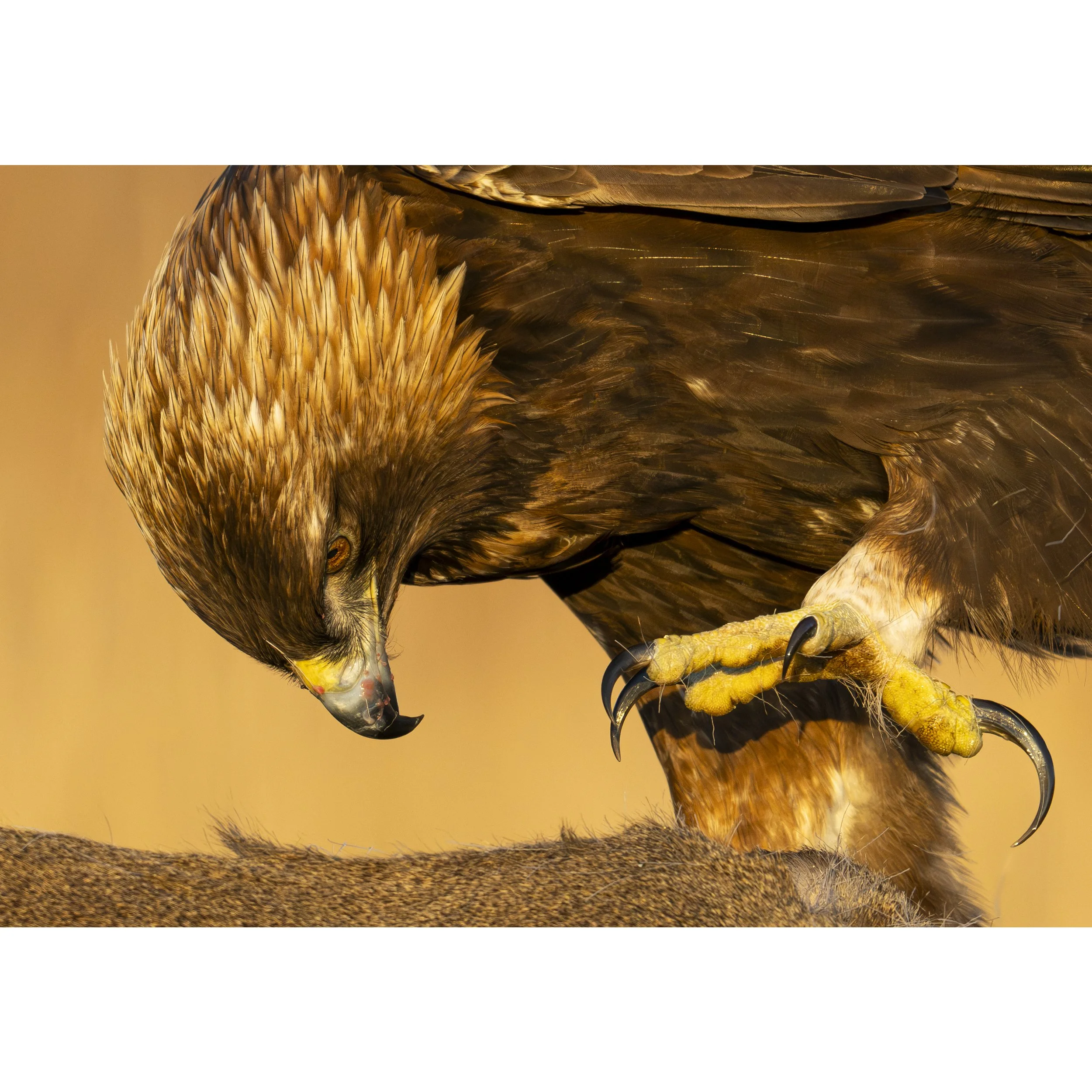 Golden Eagle Sunset (Copy)