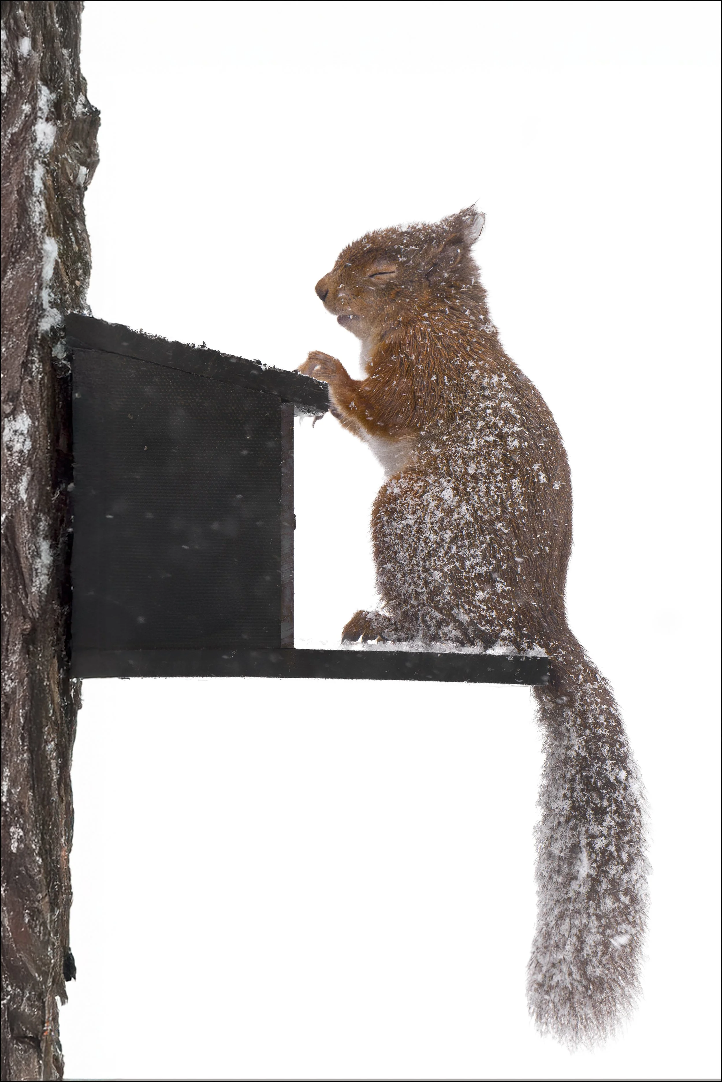 Red Squirrel