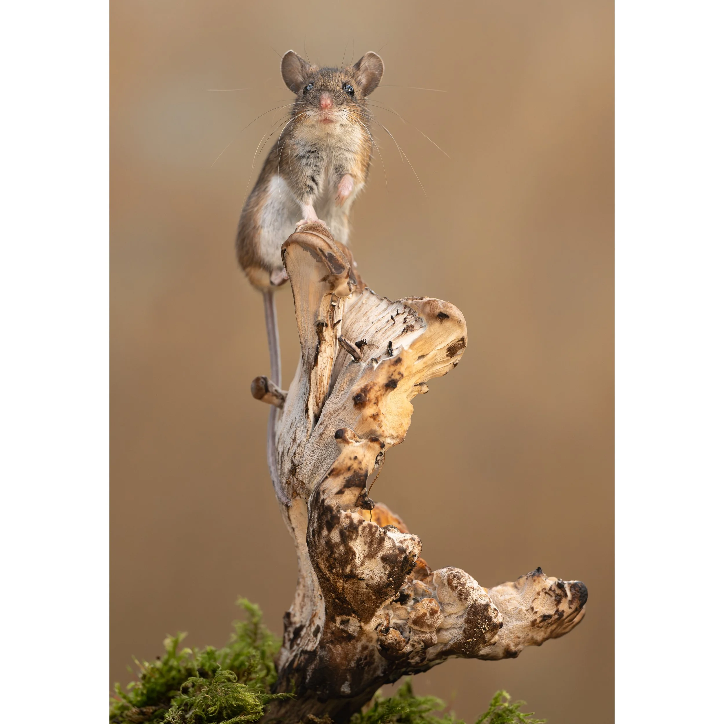 Wood mouse fung1
