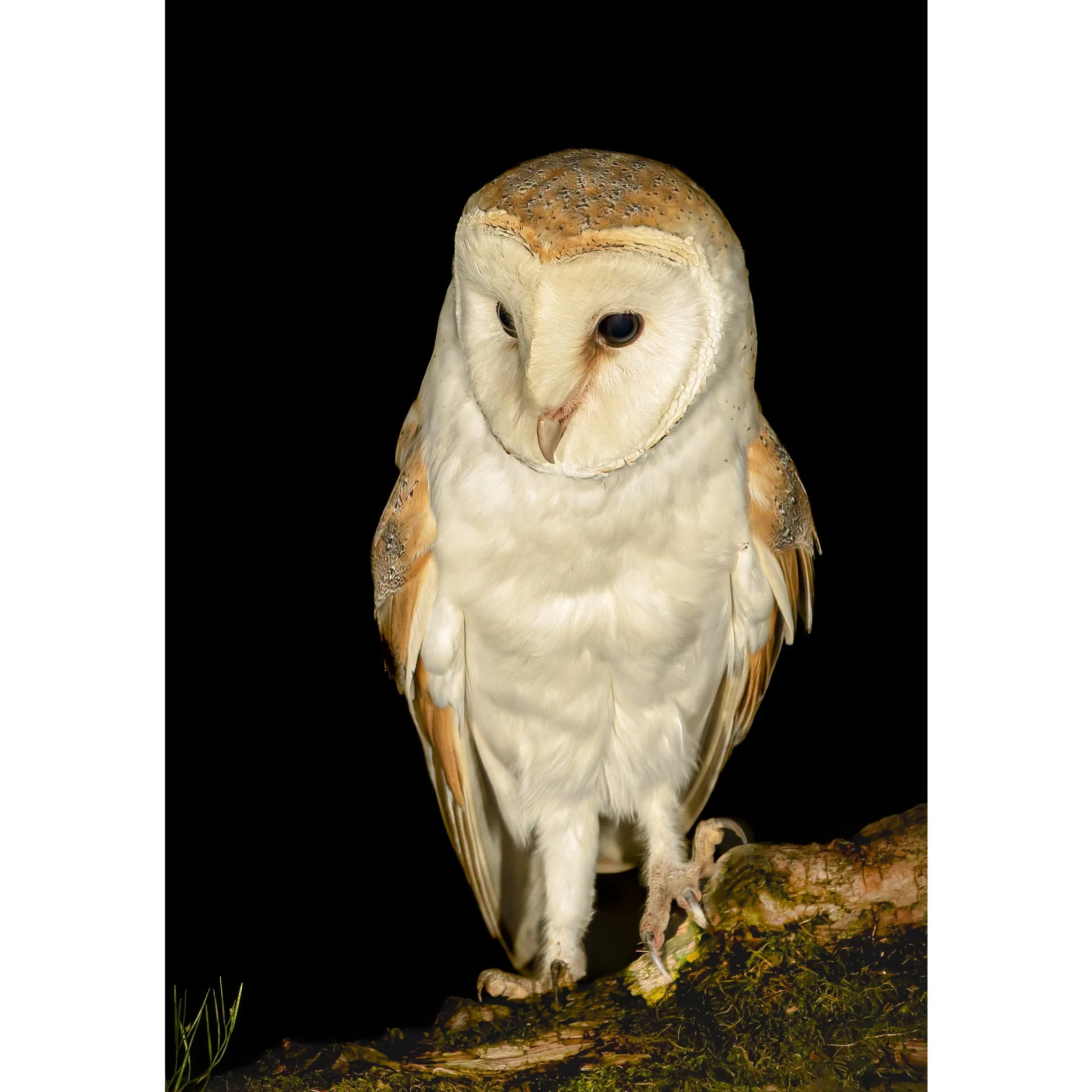 Barn Owl taken at night A4