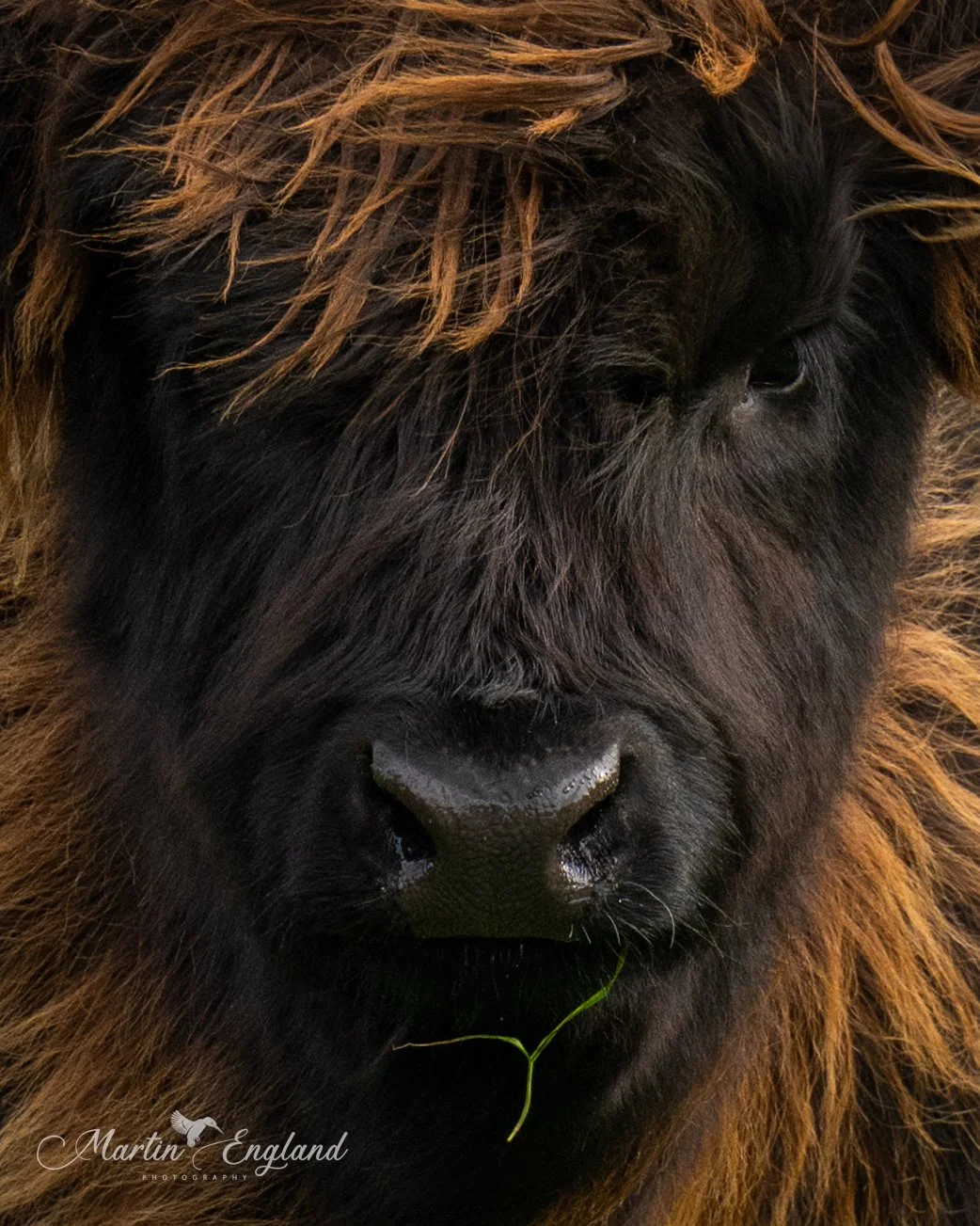 Highland Coo calf close up