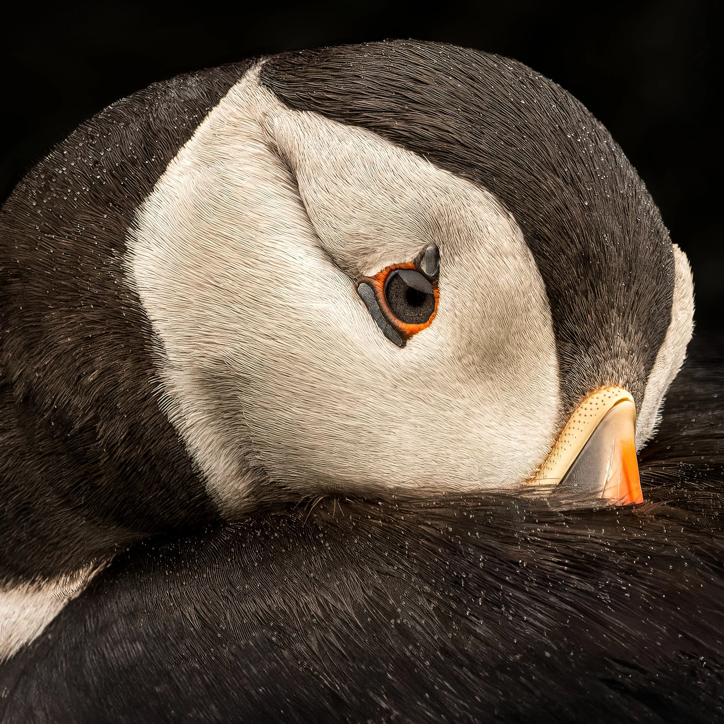 Puffin Close