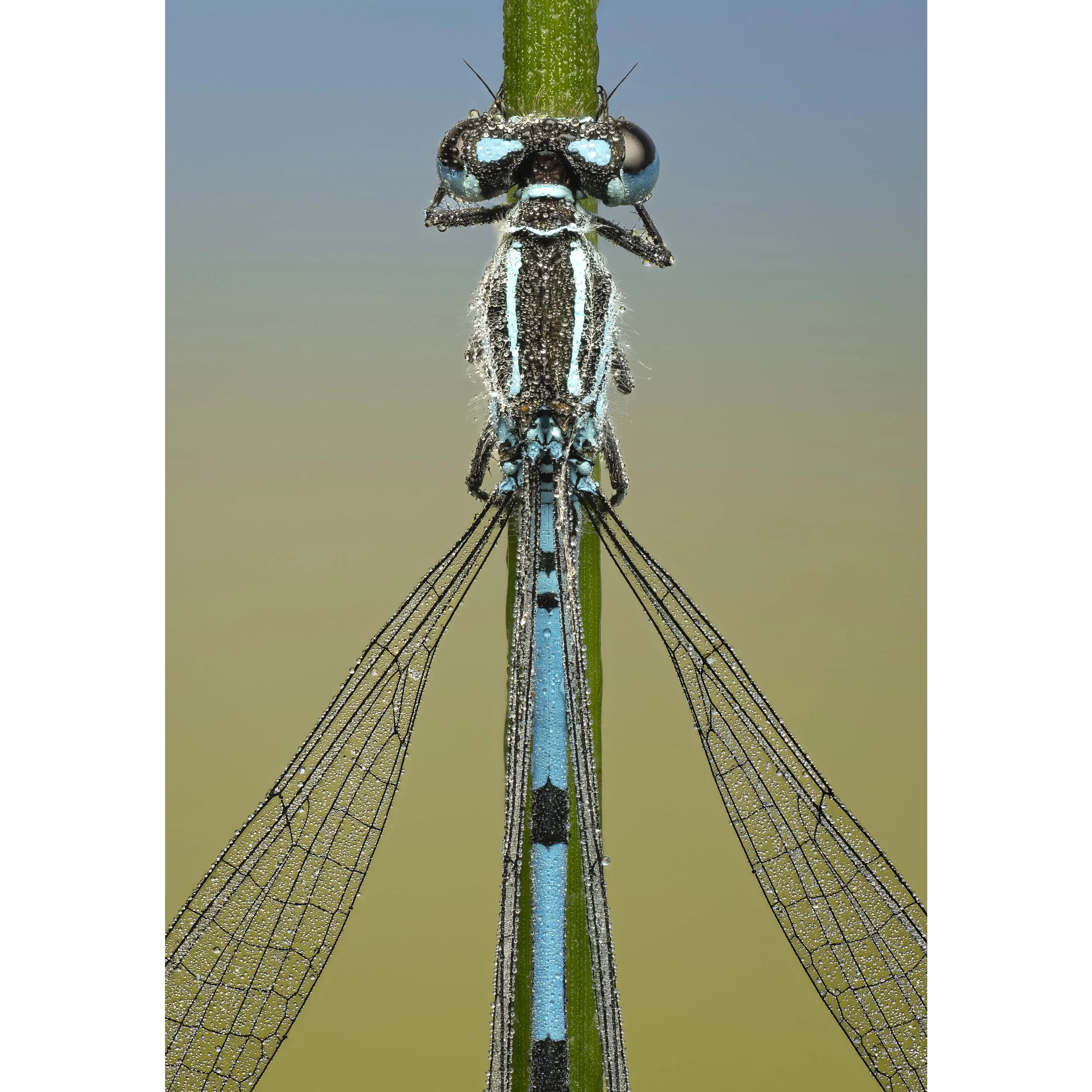 Blue Damselfly