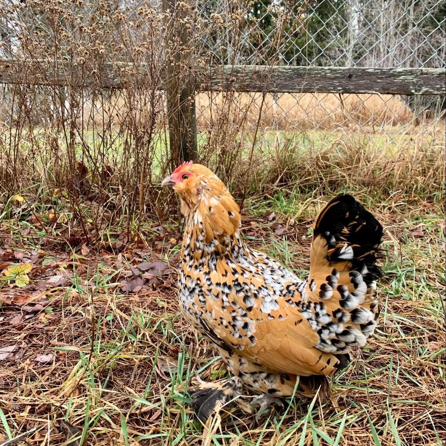 A chicken