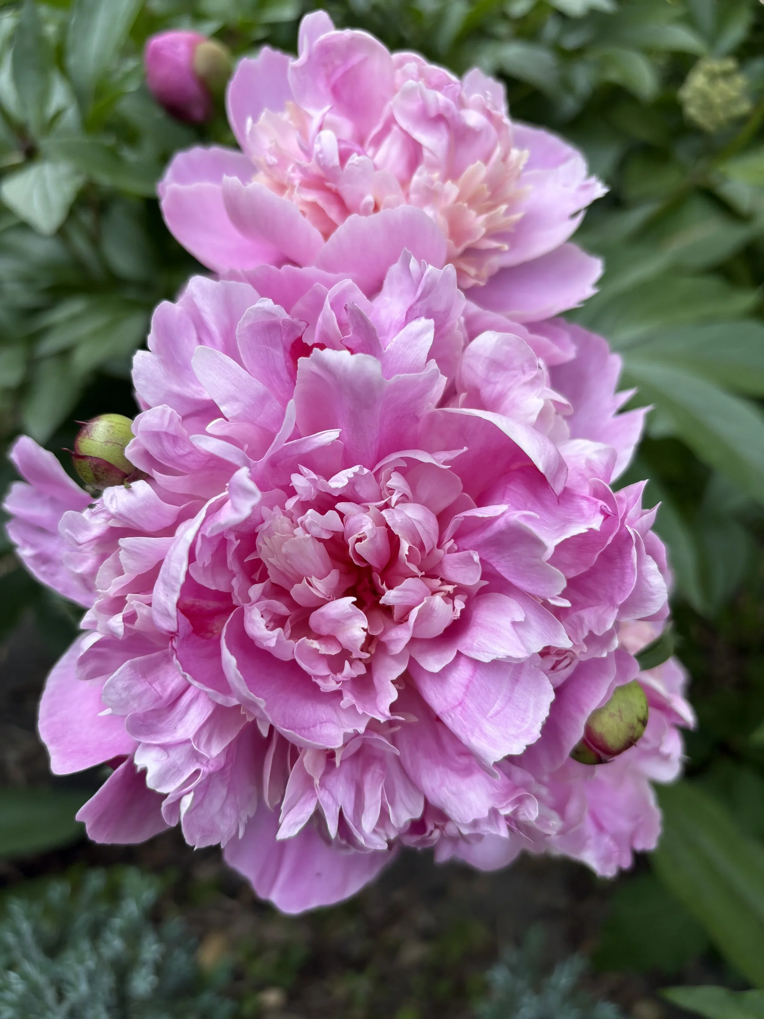 Peonies