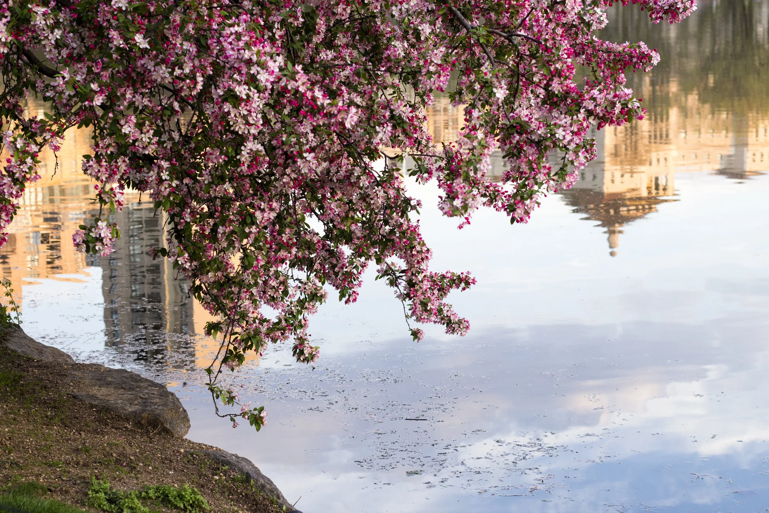 📍: Harlem Meer, Central Park