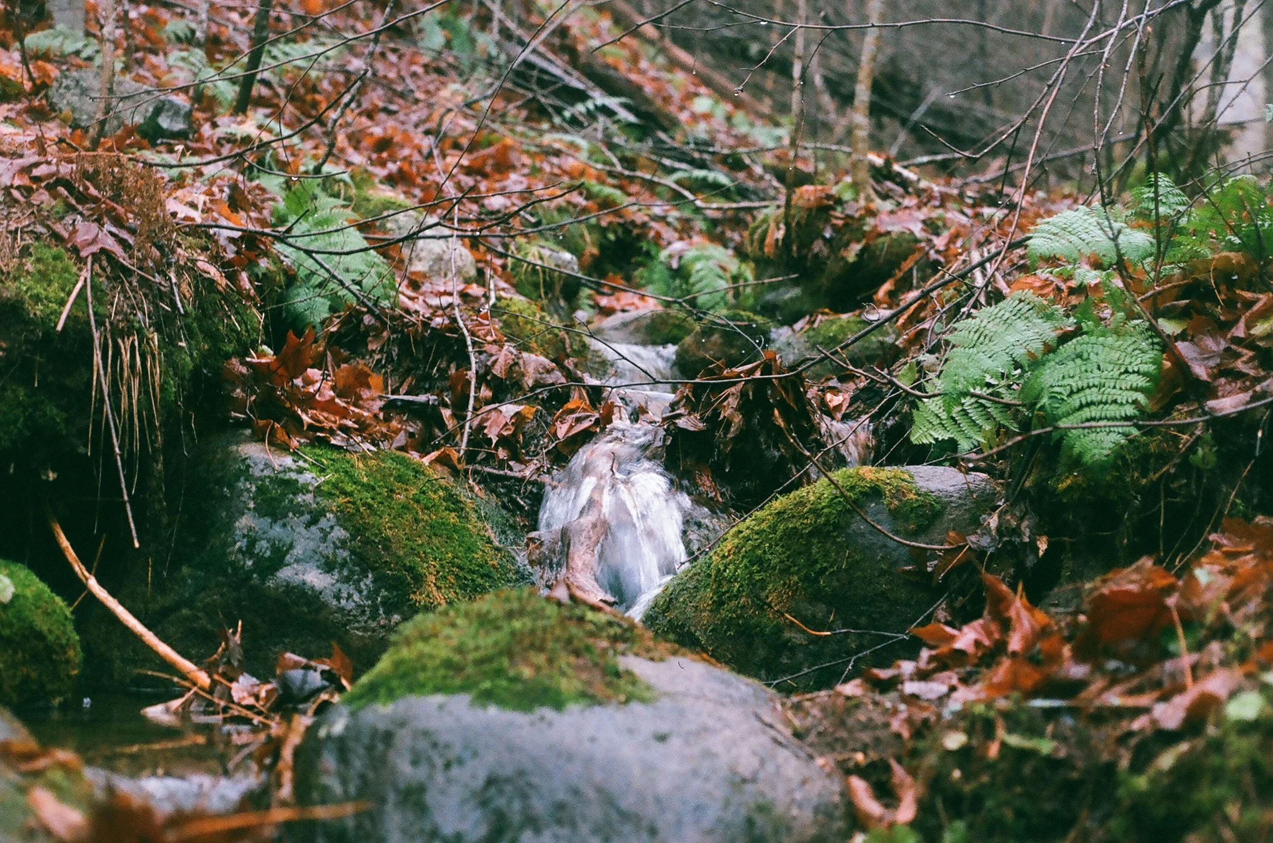 📍: Harrington, Quebec