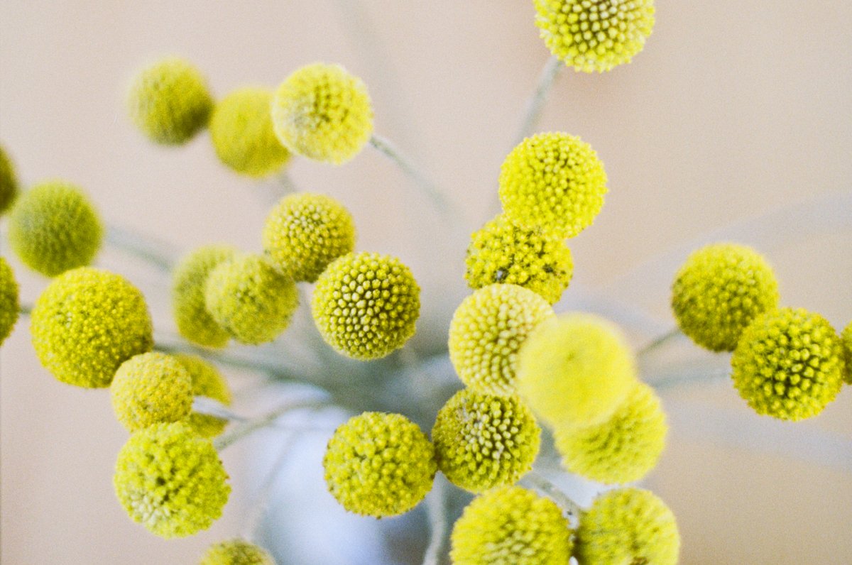 Florist Branding Photography Denver CO-22.jpg