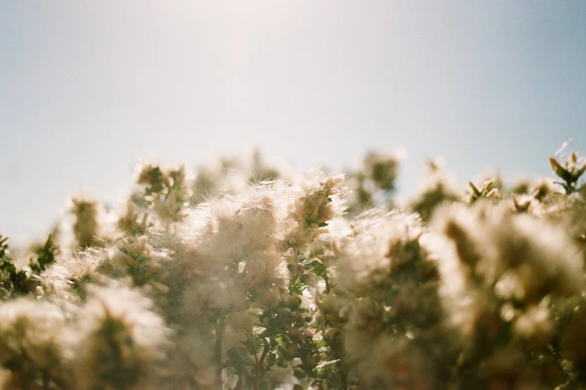 Film Photographer Amber Snow-9.jpg