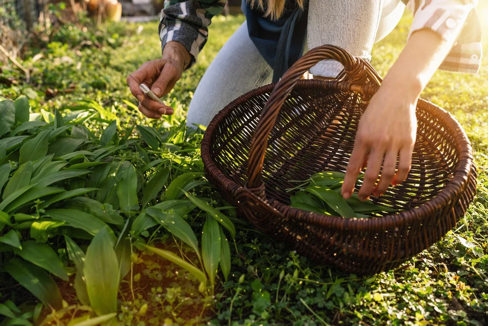 Local Foraging Class