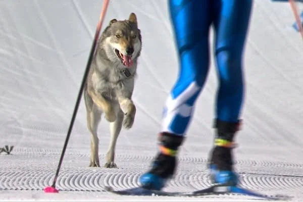 0ab219-20260219-milan-cortina-olympics-cross-country-dog2-600.jpg