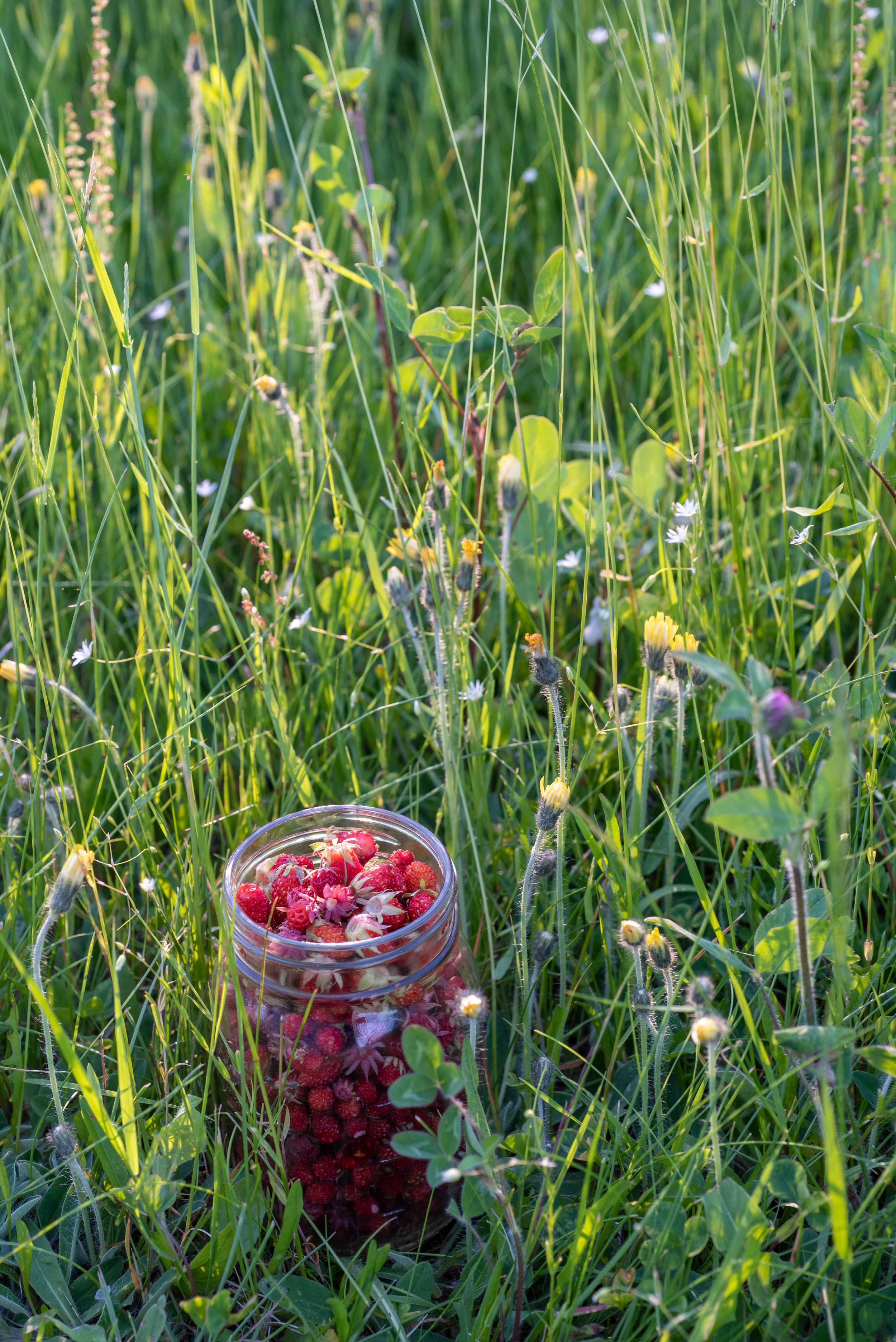 jar of wild strawberries.jpg