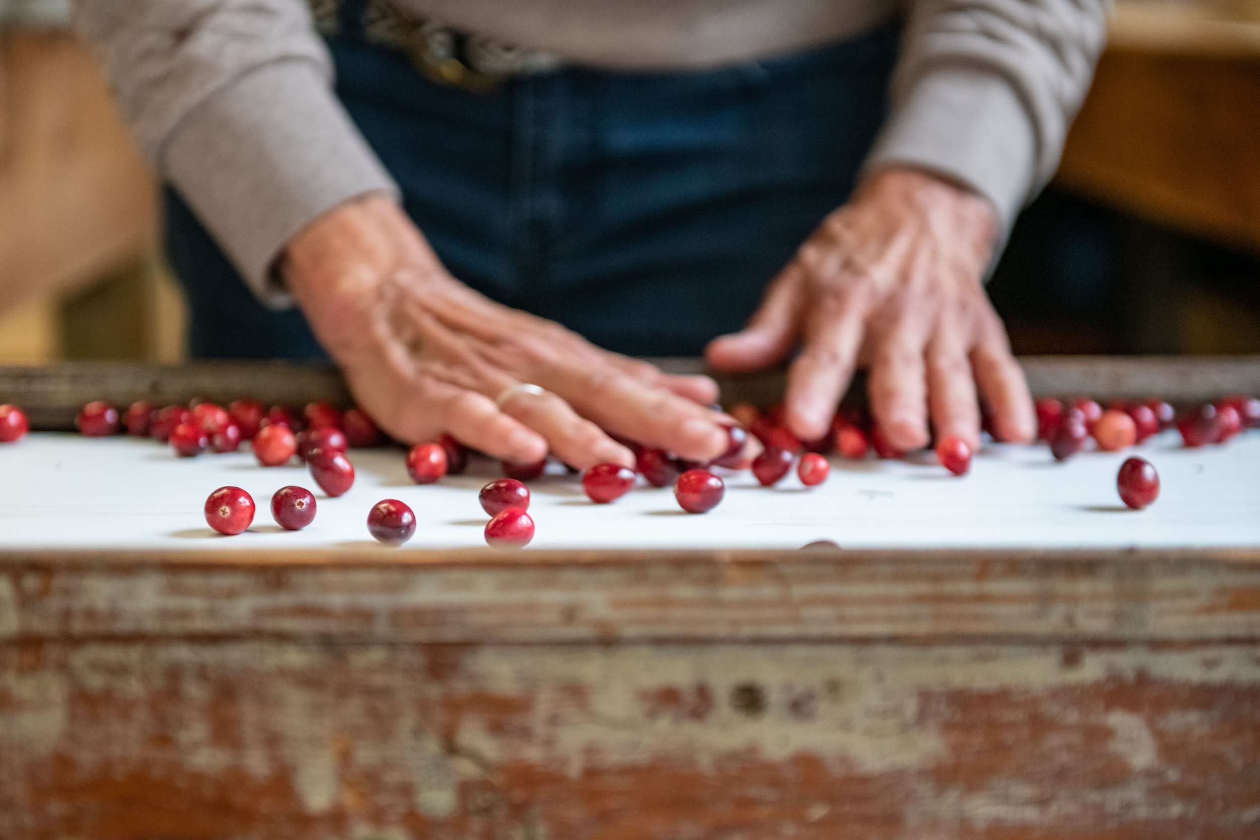 Maine Cranberry Farm-117.jpg