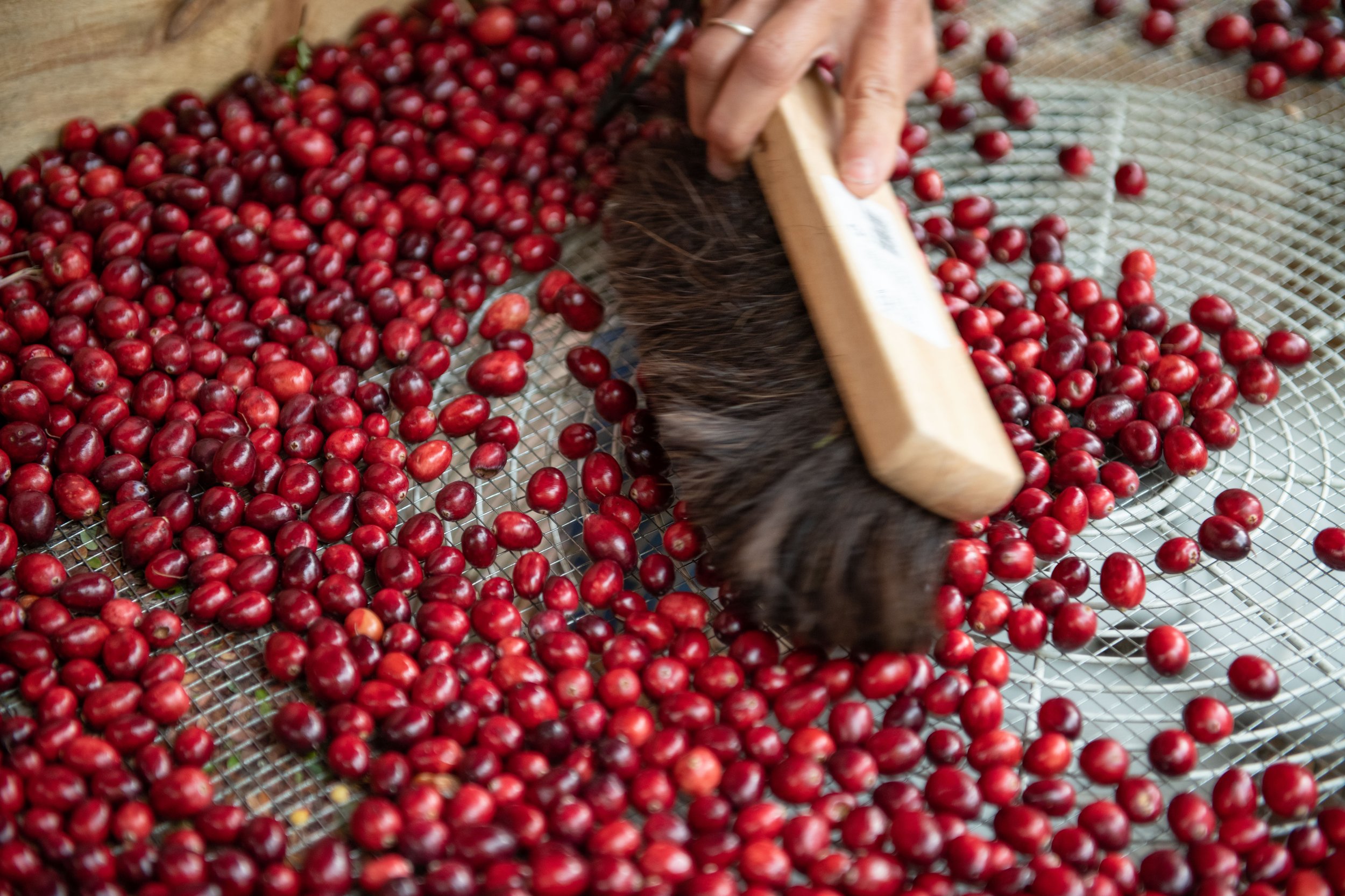 Maine Cranberry Farm-113.jpg