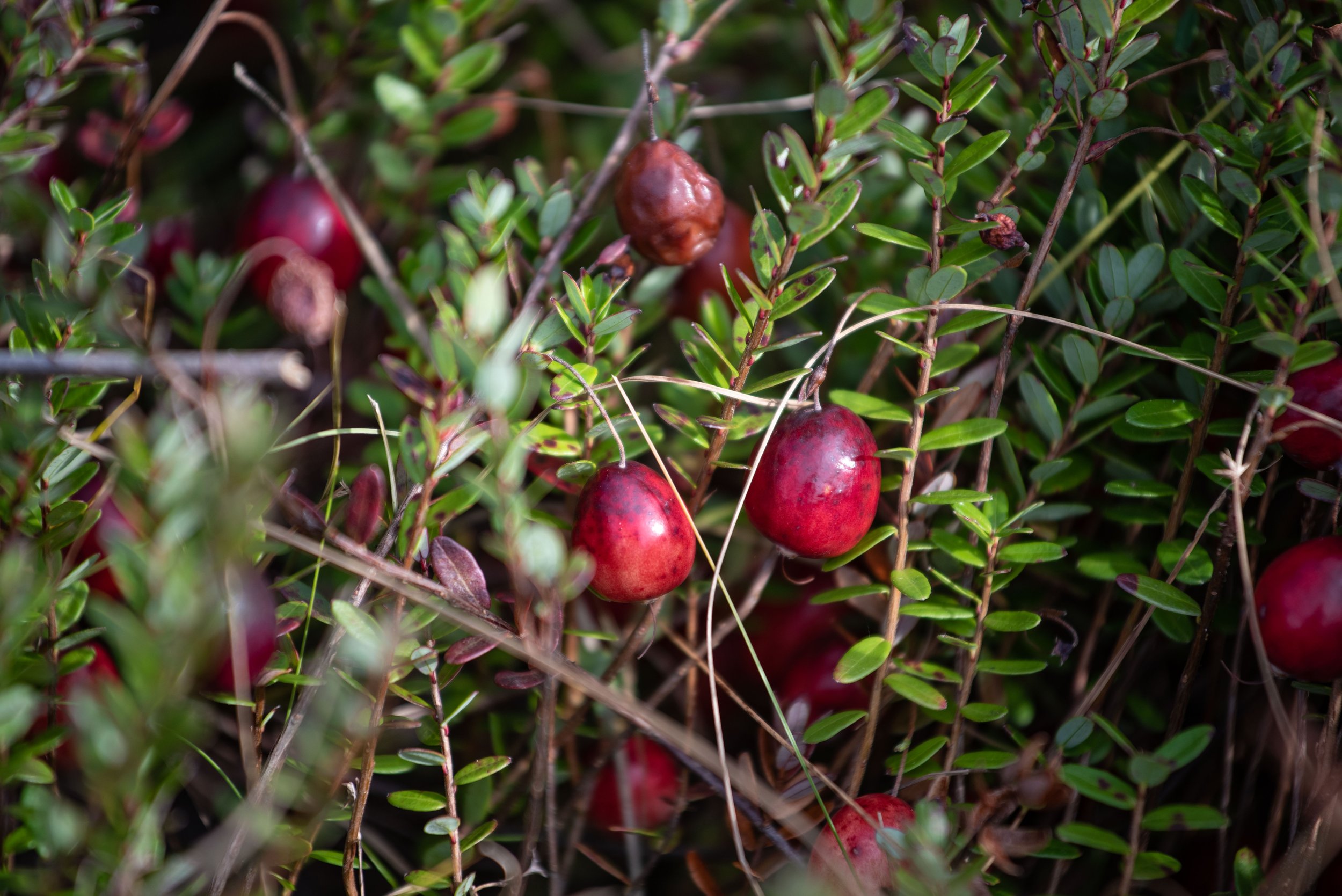 Maine Cranberry Farm-110.jpg