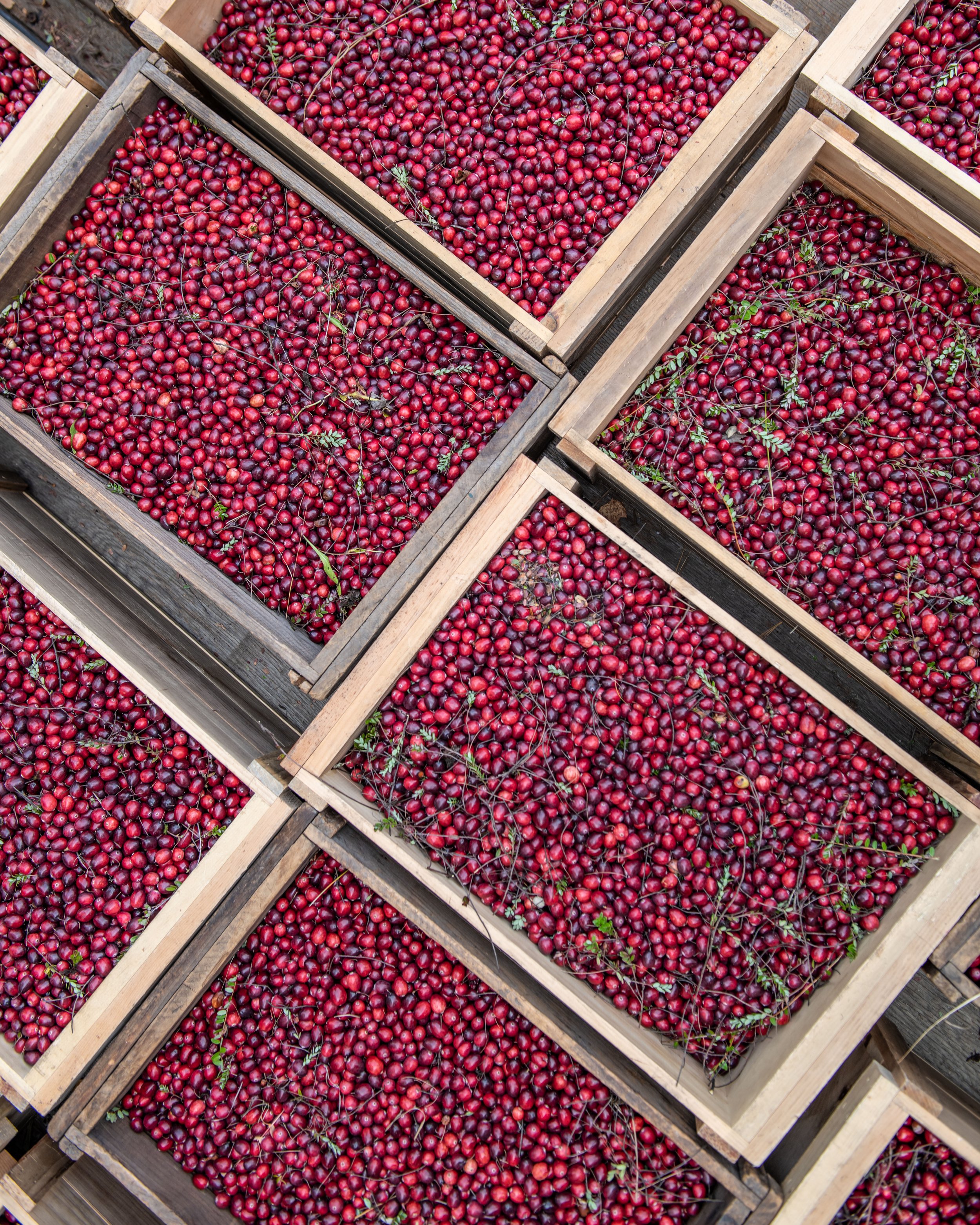 Maine Cranberry Farm-111.jpg